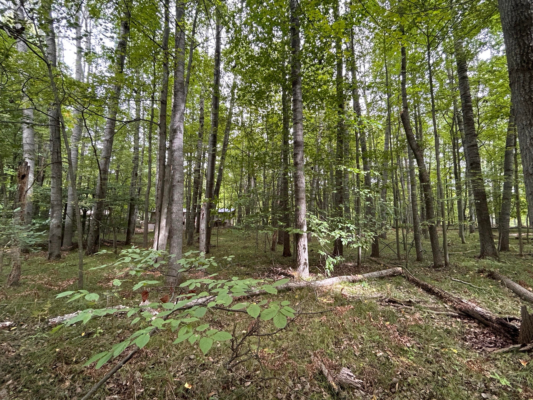 8228 Tanglewood Trail