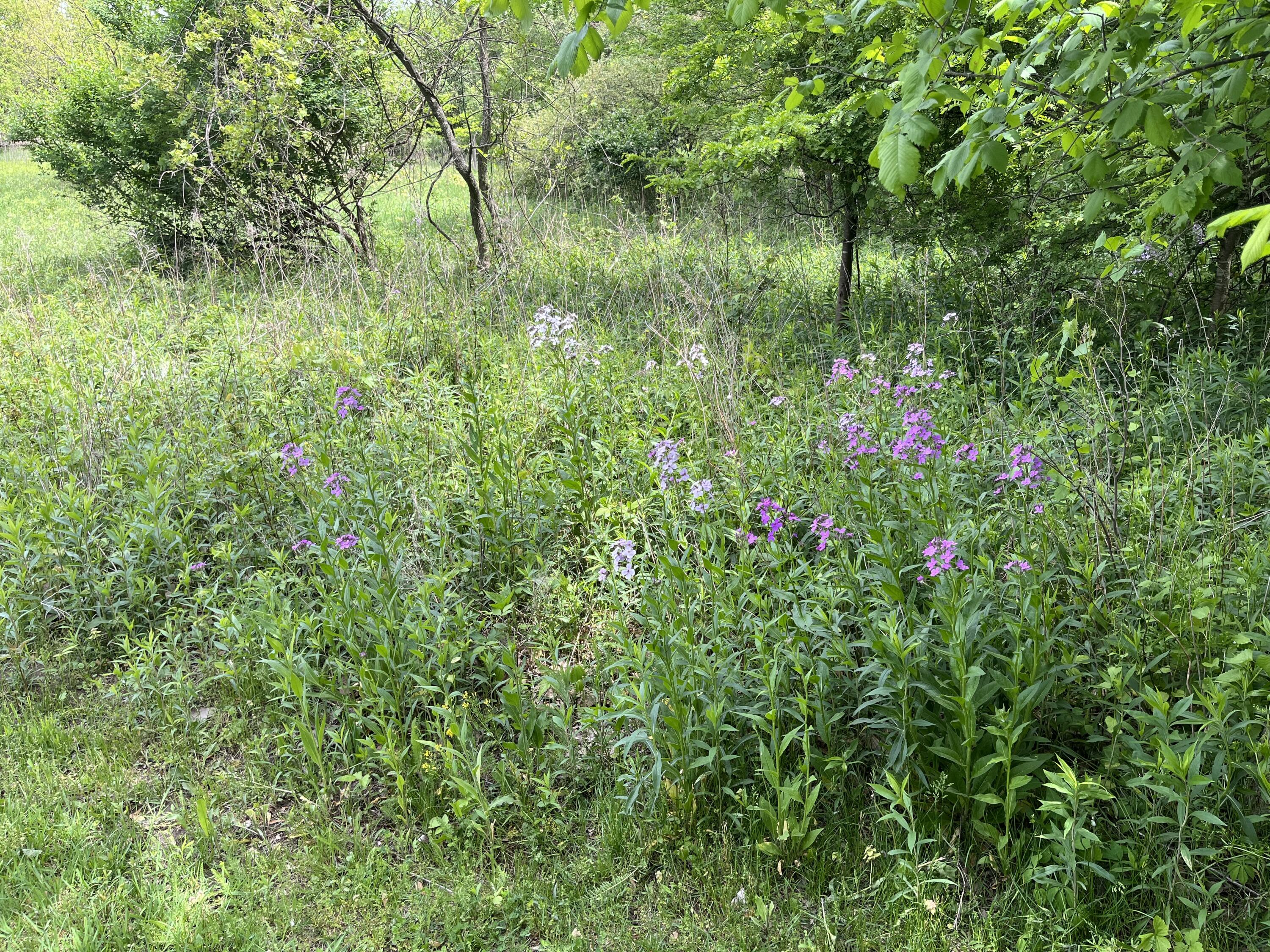 Plainwell, Michigan 49080, United States, 3 Bedrooms Bedrooms, ,1 BathroomBathrooms,Residential,Active,133338