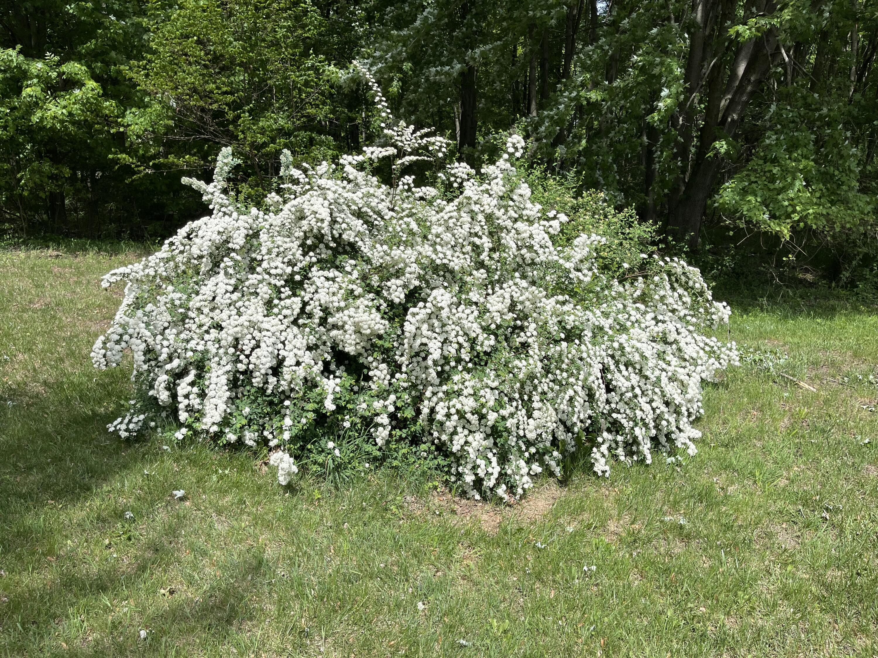 Plainwell, Michigan 49080, United States, 3 Bedrooms Bedrooms, ,1 BathroomBathrooms,Residential,Active,133338