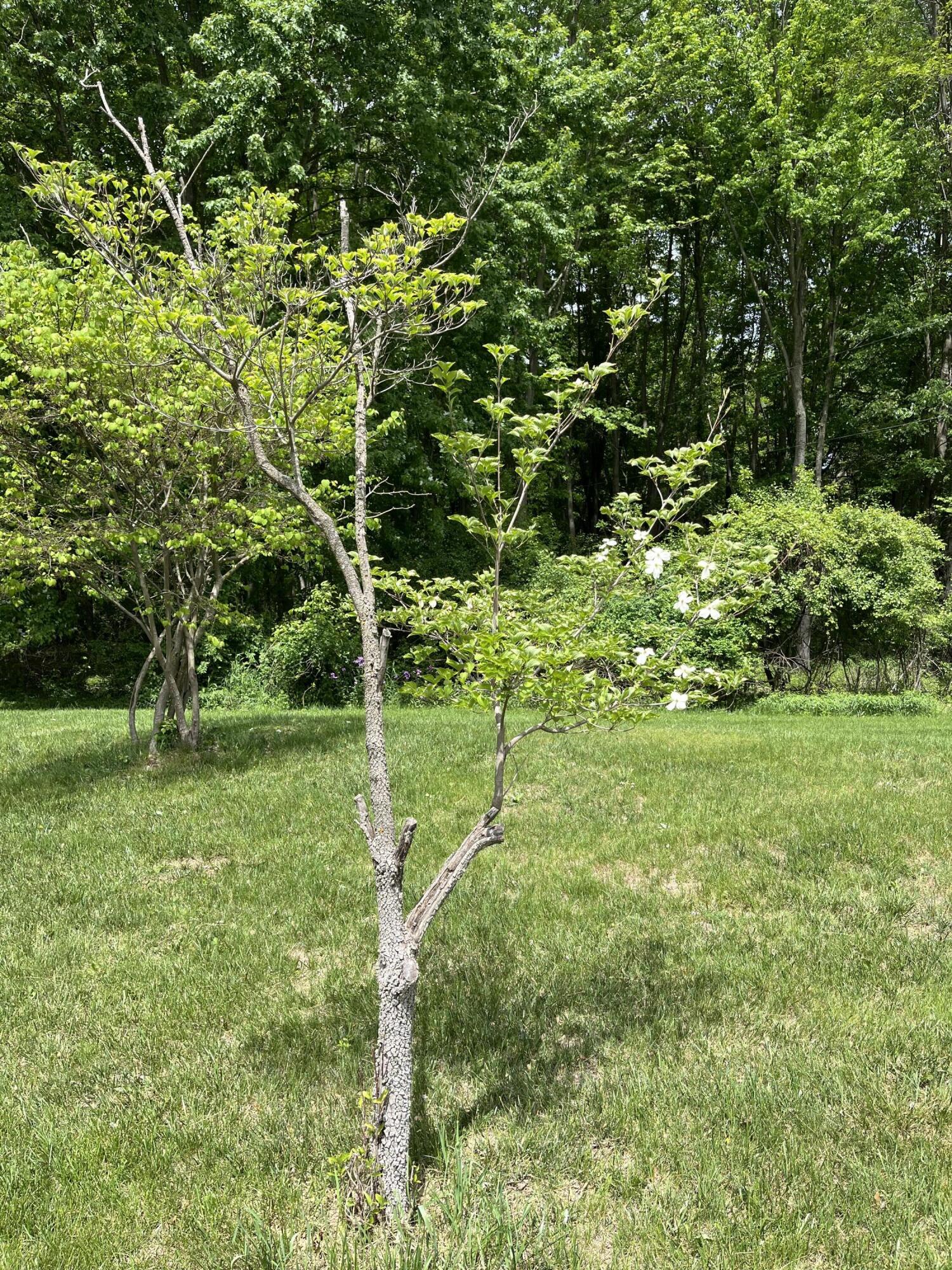 Plainwell, Michigan 49080, United States, 3 Bedrooms Bedrooms, ,1 BathroomBathrooms,Residential,Active,133338