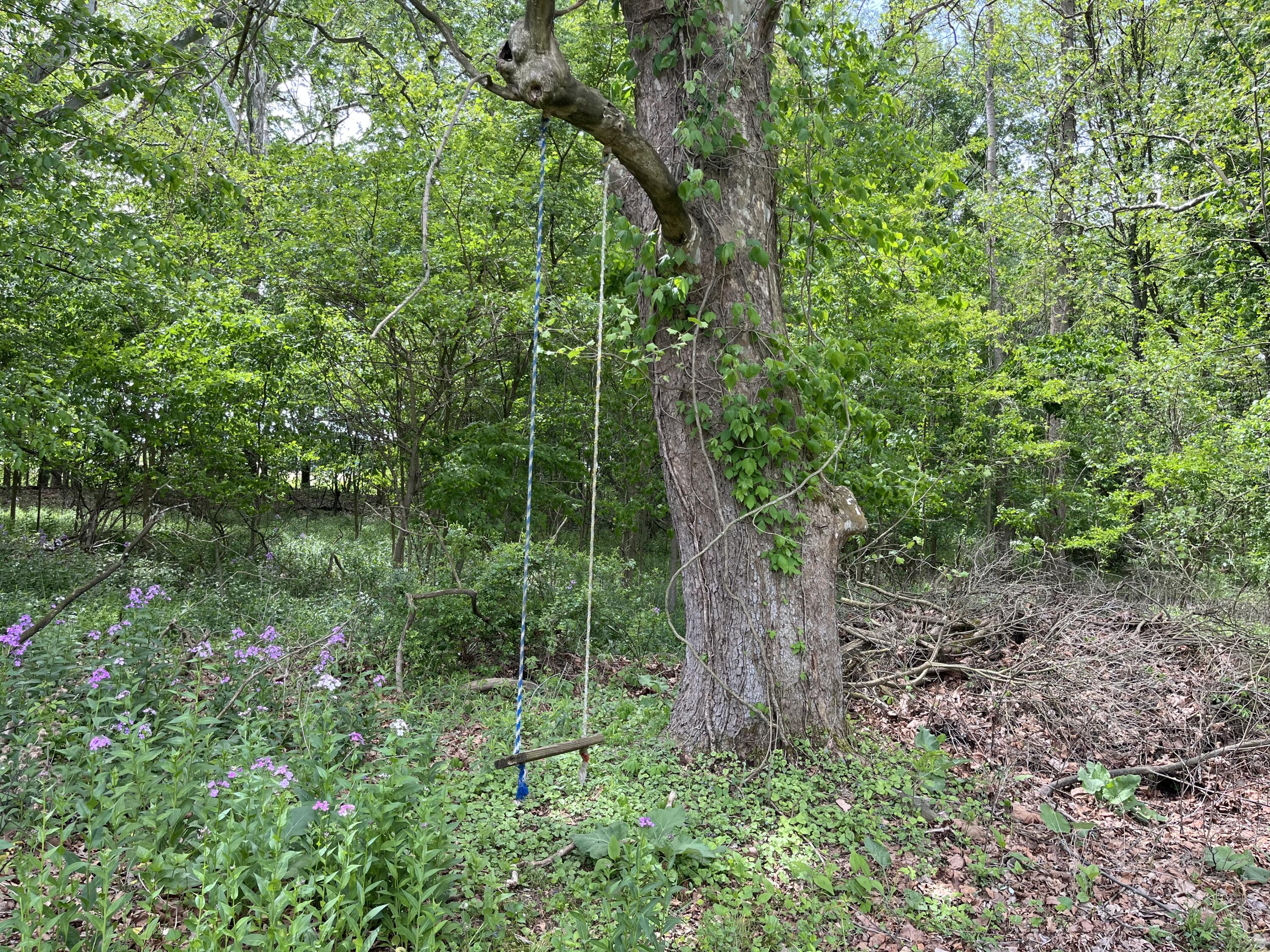 Plainwell, Michigan 49080, United States, 3 Bedrooms Bedrooms, ,1 BathroomBathrooms,Residential,Active,133338