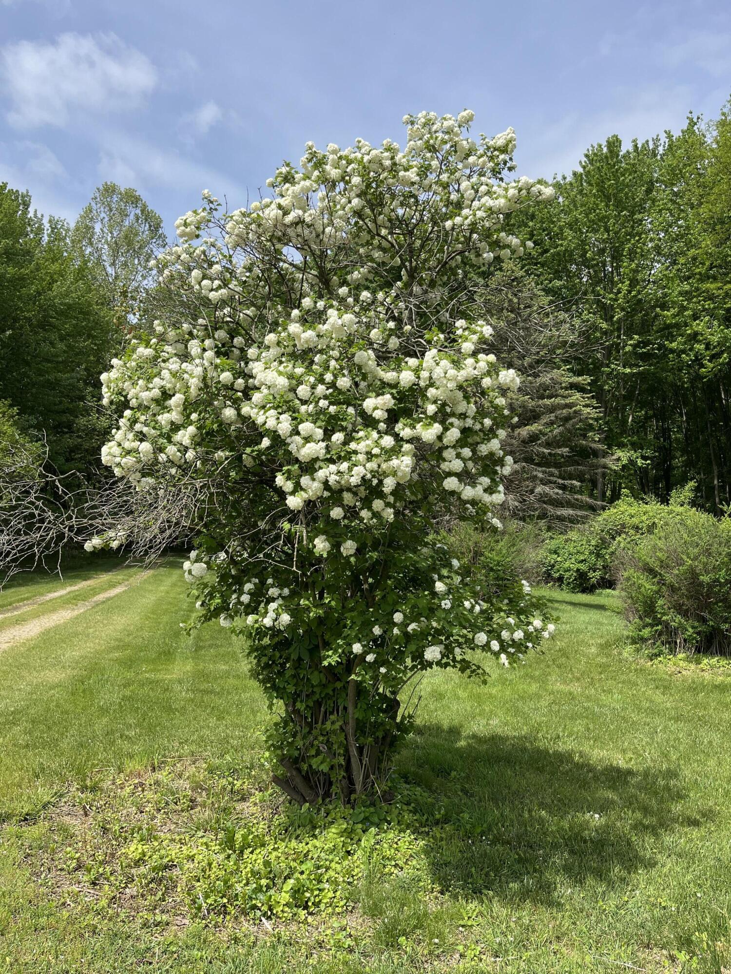 Plainwell, Michigan 49080, United States, 3 Bedrooms Bedrooms, ,1 BathroomBathrooms,Residential,Active,133338