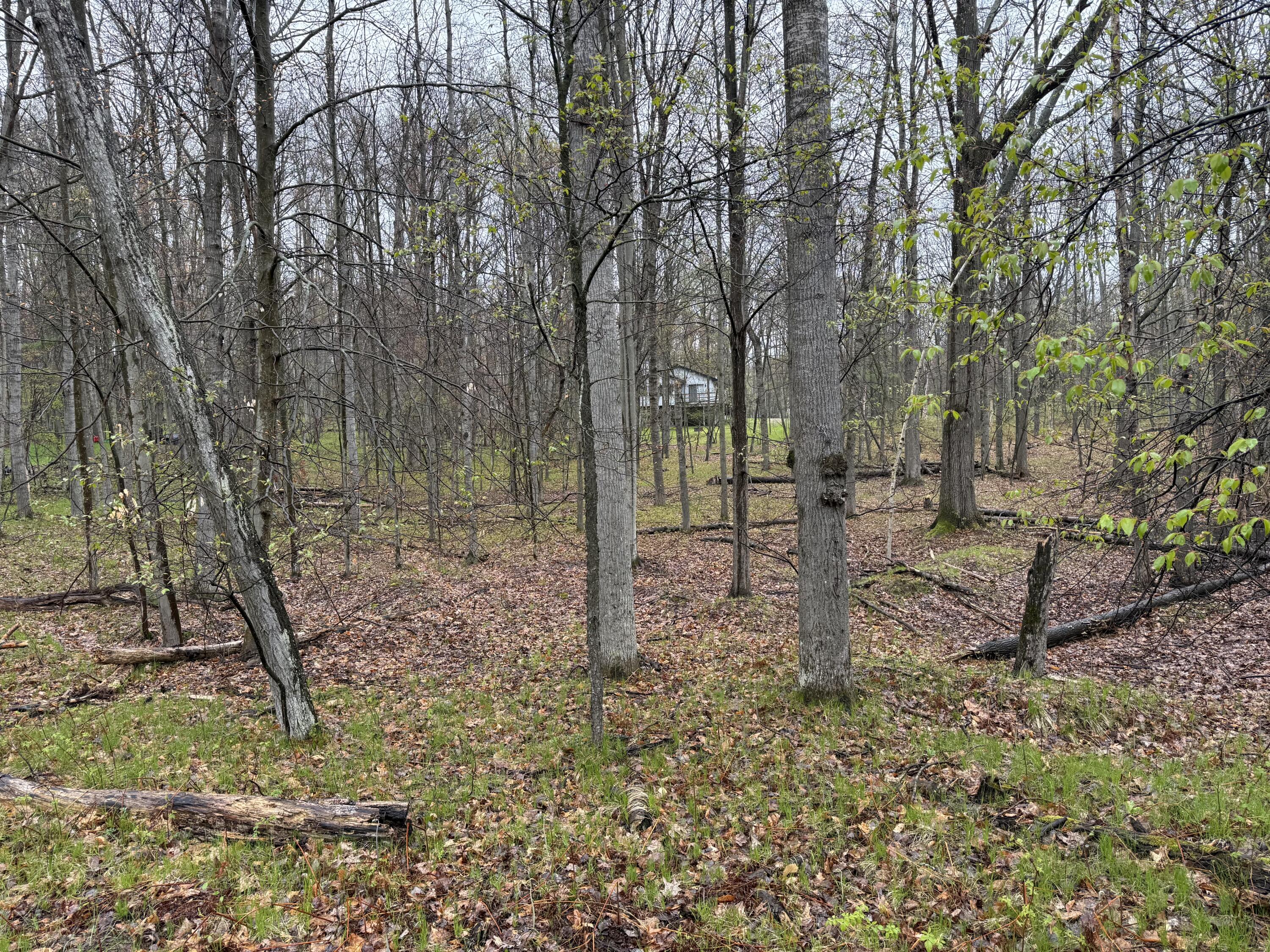 8196 Pine Tree Trail