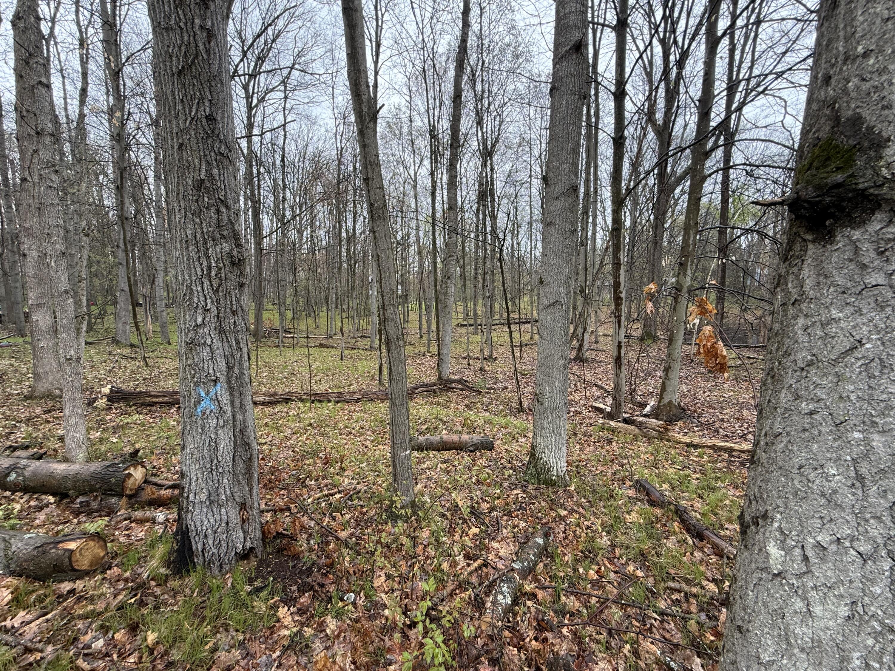 8196 Pine Tree Trail