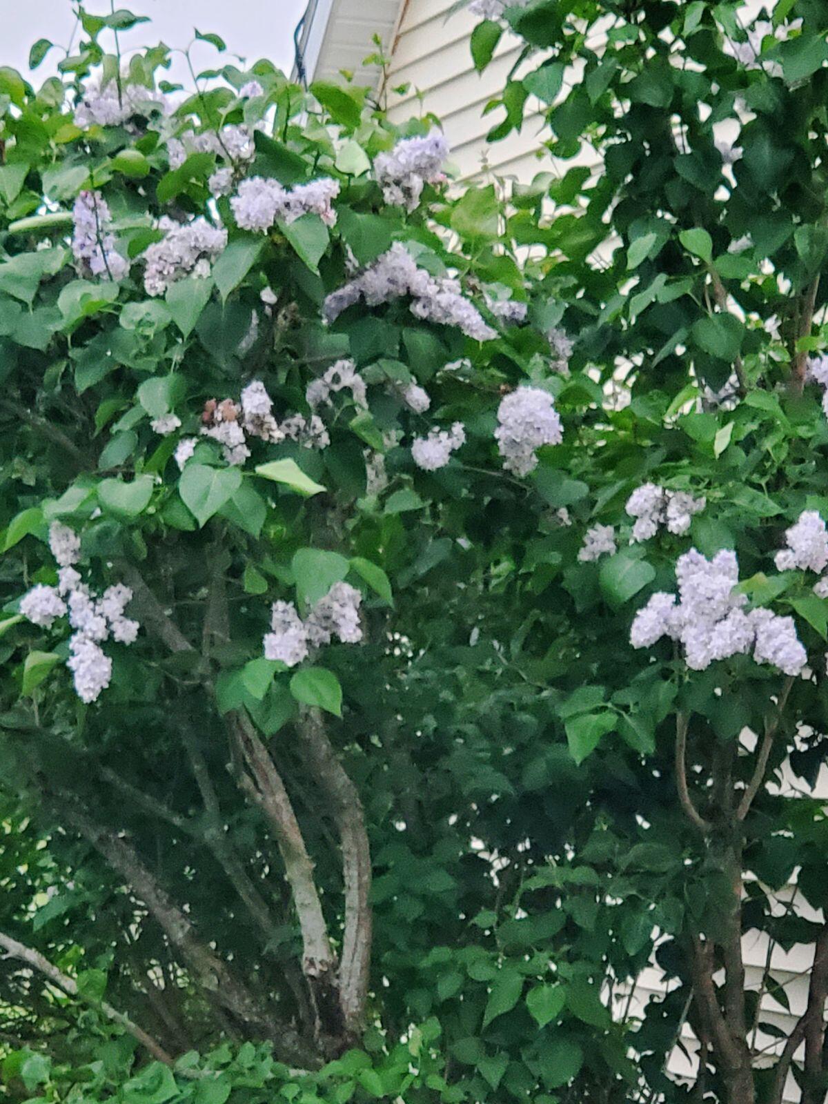 Sturgis, Michigan 49091, United States, 3 Bedrooms Bedrooms, ,3 BathroomsBathrooms,Residential,Active,26794