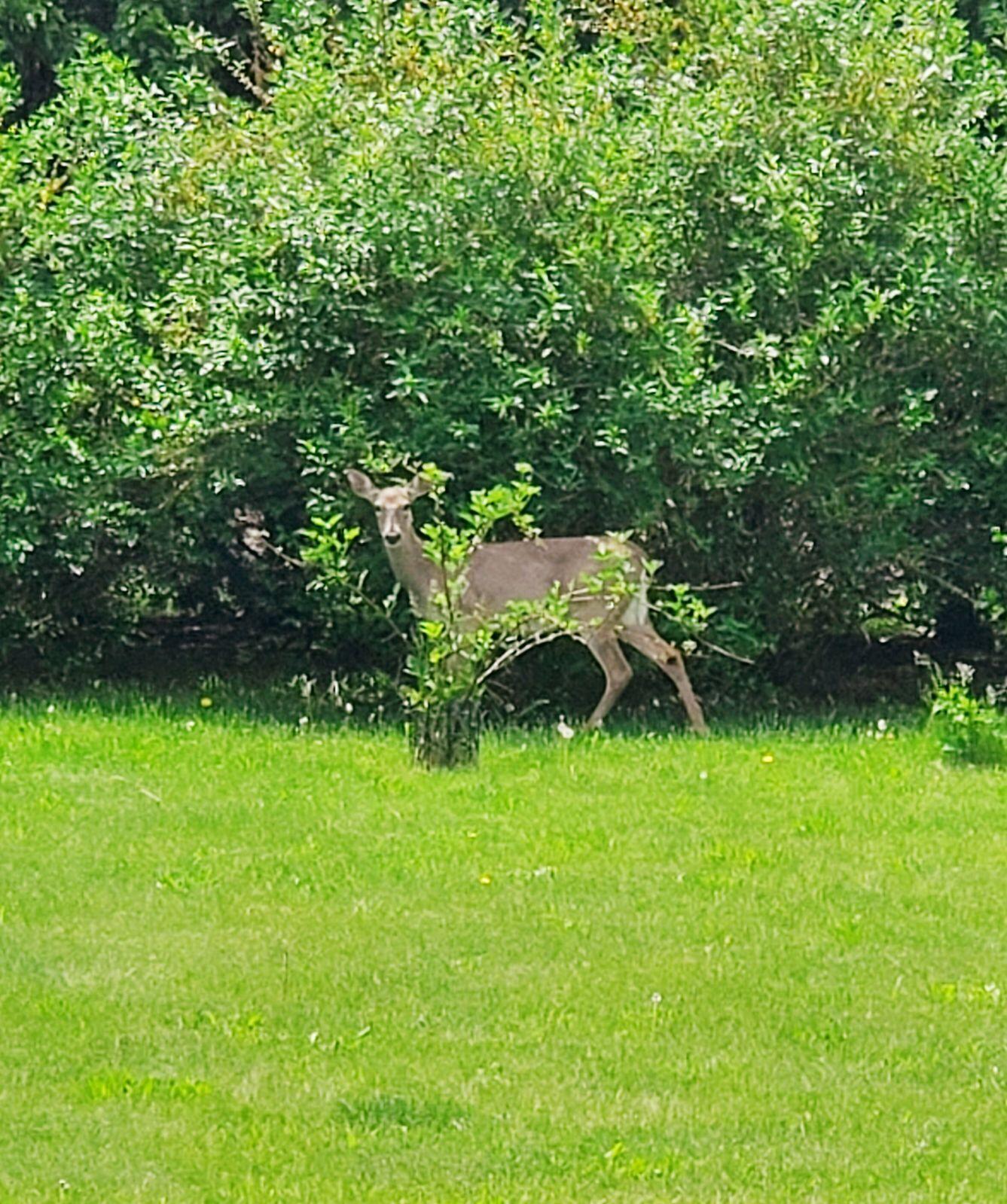 Sturgis, Michigan 49091, United States, 3 Bedrooms Bedrooms, ,3 BathroomsBathrooms,Residential,Active,26794