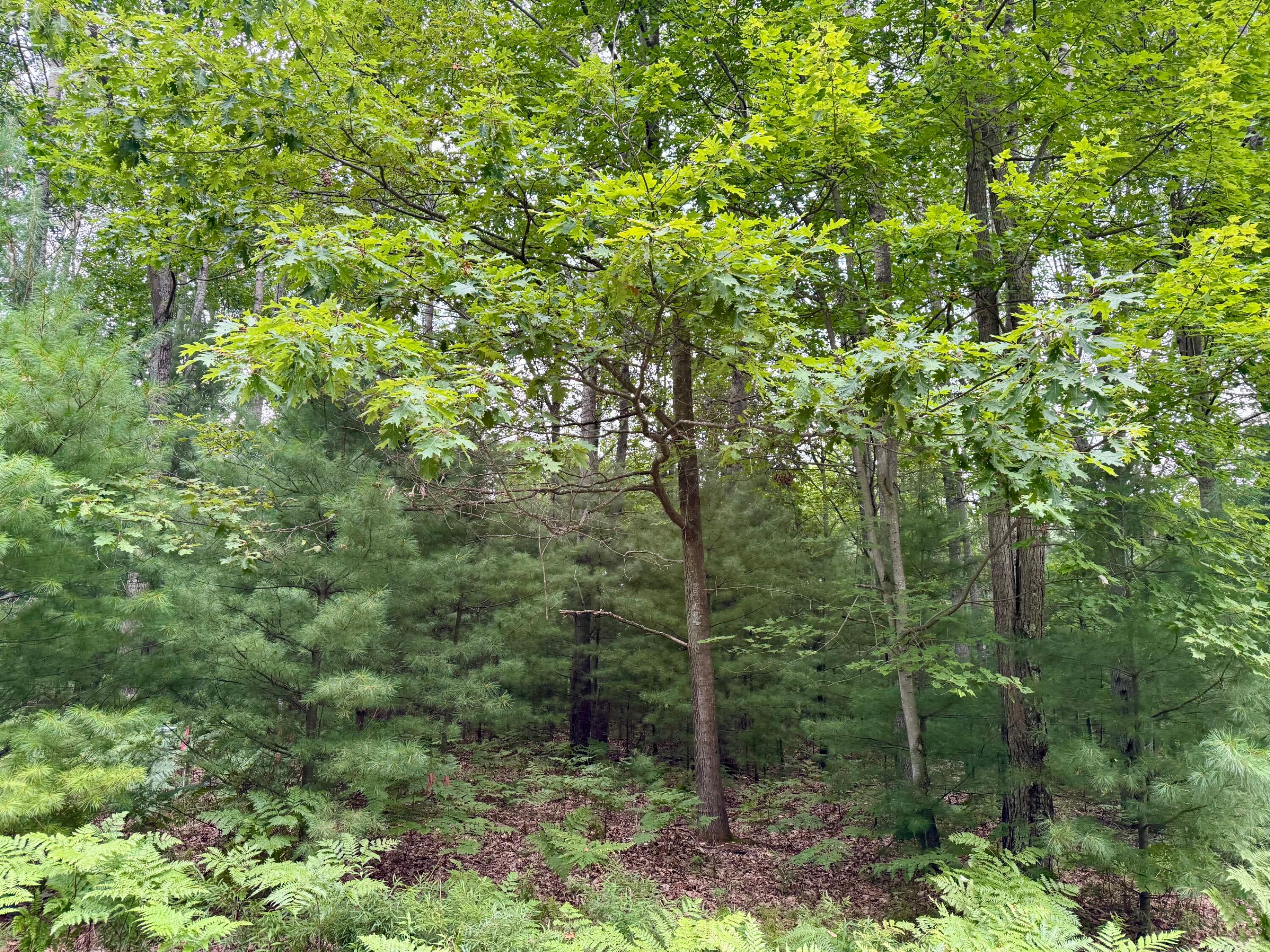 6362 Cedar Trace