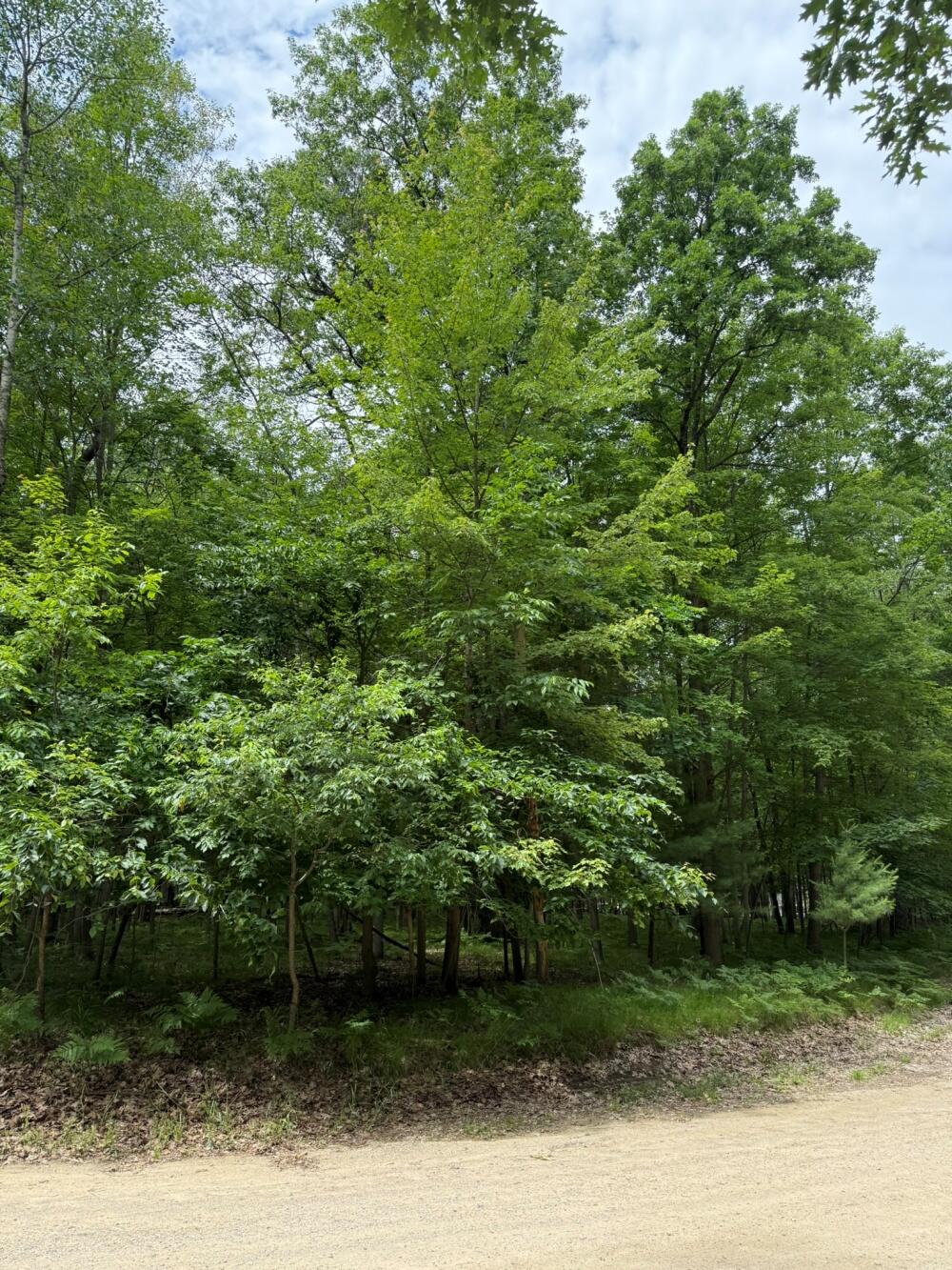 6823 Beechnut Ridge
