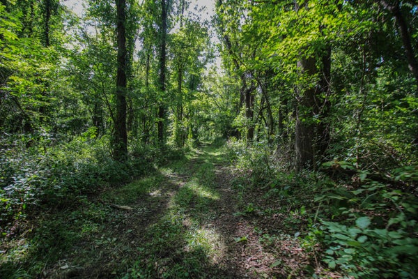 MILLARD RD, THREE RIVERS, MI 49093 - Image bec7983e512d4adcfd99d636a84ea86f/3474464415