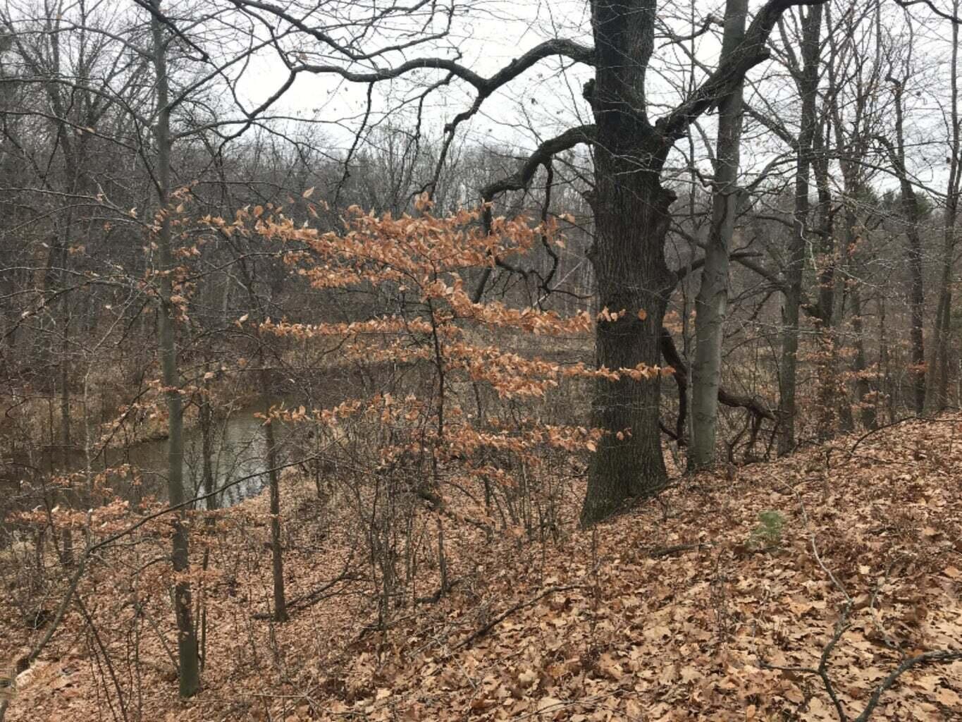 12923 Riverview Drive