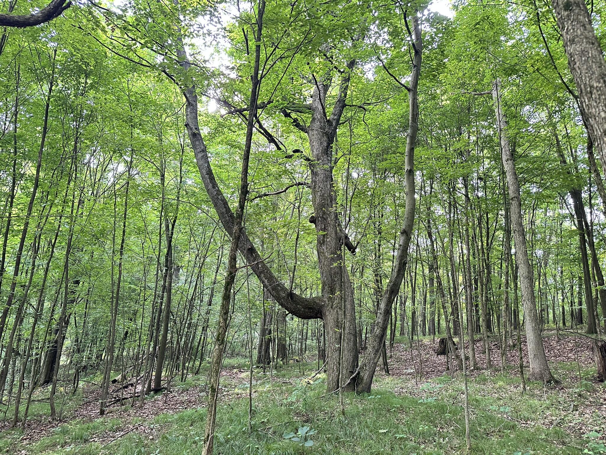 Richland, Michigan 49083, United States, 5 Bedrooms Bedrooms, ,4 BathroomsBathrooms,Residential,Active,181530