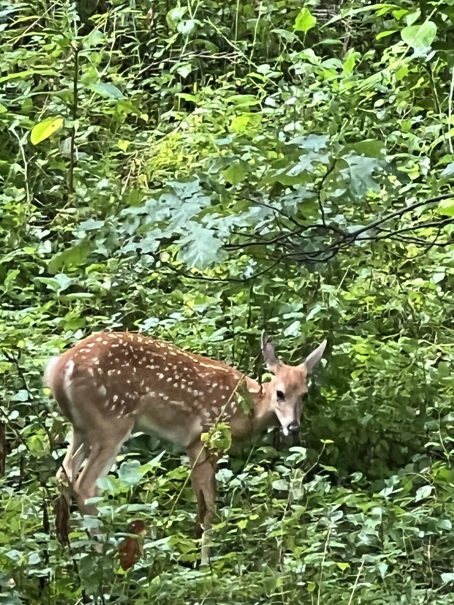 Richland, Michigan 49083, United States, 5 Bedrooms Bedrooms, ,4 BathroomsBathrooms,Residential,Active,181530