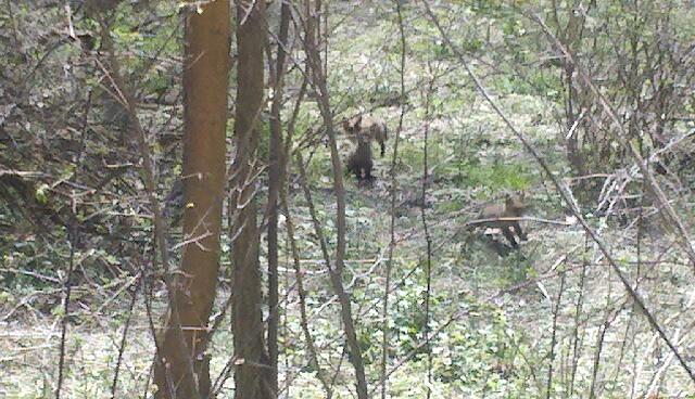 Richland, Michigan 49083, United States, 5 Bedrooms Bedrooms, ,4 BathroomsBathrooms,Residential,Active,181530