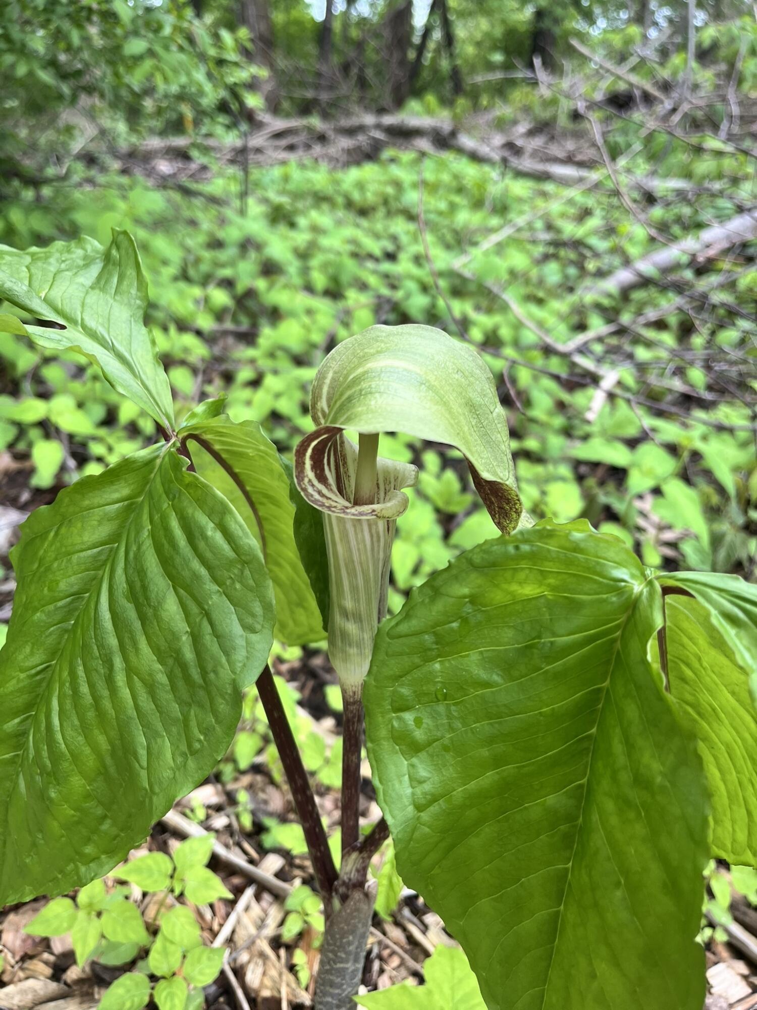 South Haven, Michigan 49090, United States, 2 Bedrooms Bedrooms, ,1 BathroomBathrooms,Residential,Pending,144900