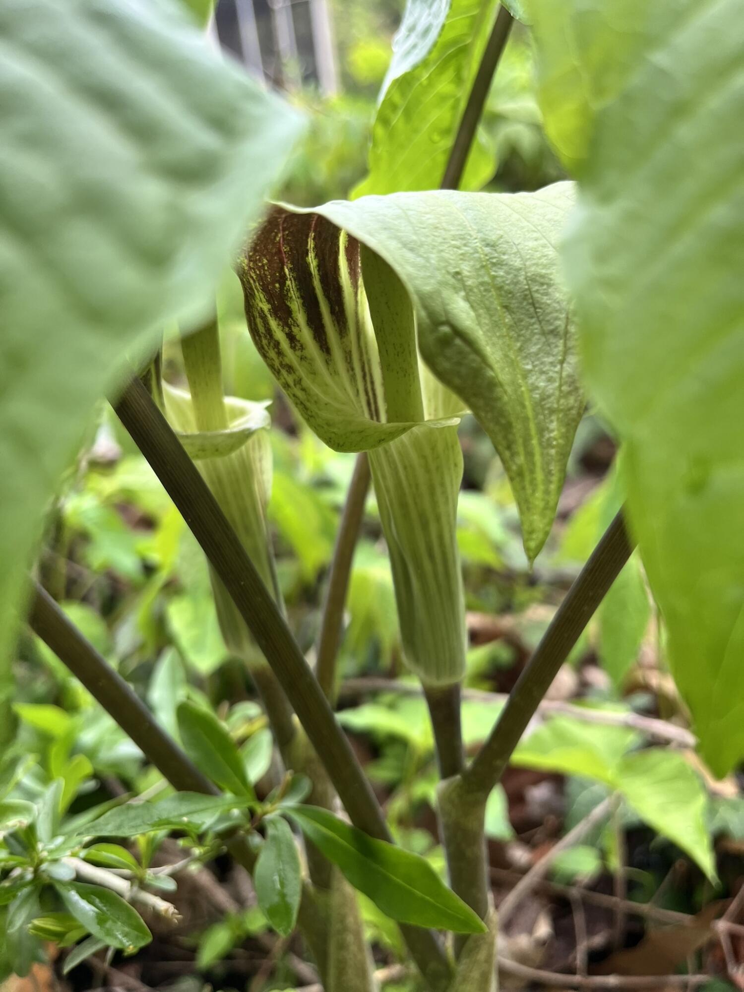 South Haven, Michigan 49090, United States, 2 Bedrooms Bedrooms, ,1 BathroomBathrooms,Residential,Pending,144900