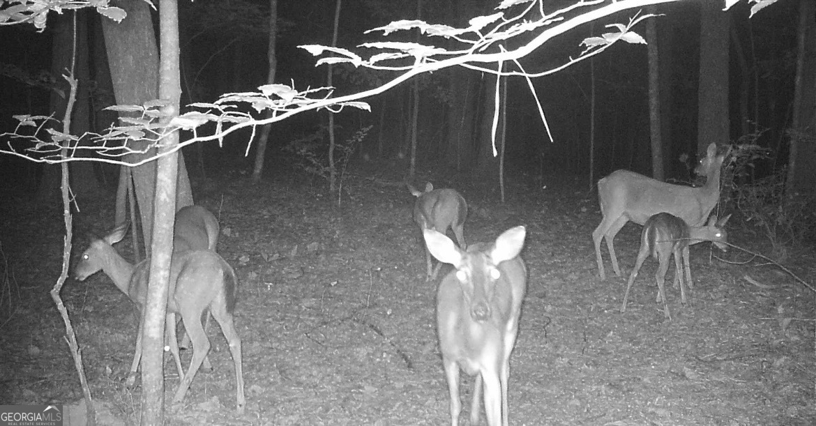 2055 Henry Scott RD -LOT B (3.7 ACRES)