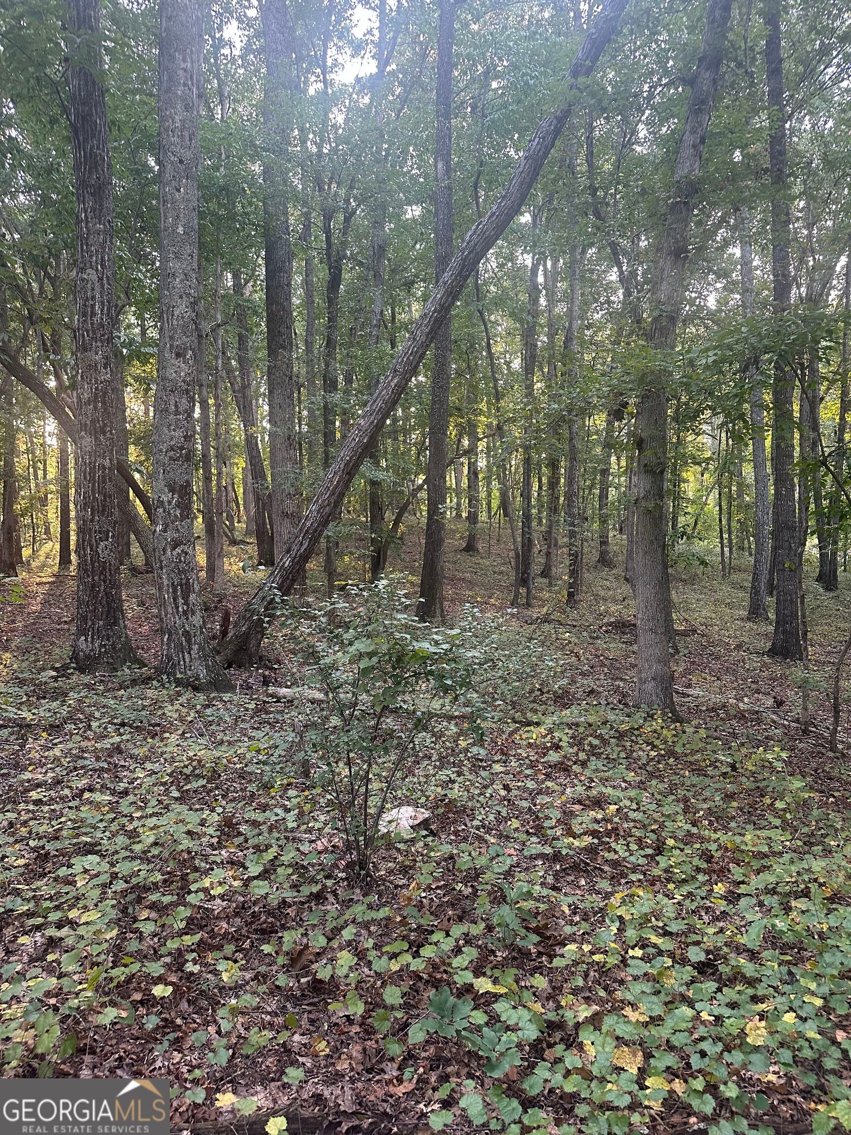 19.46 ACRES Tommy Lee Cook RD