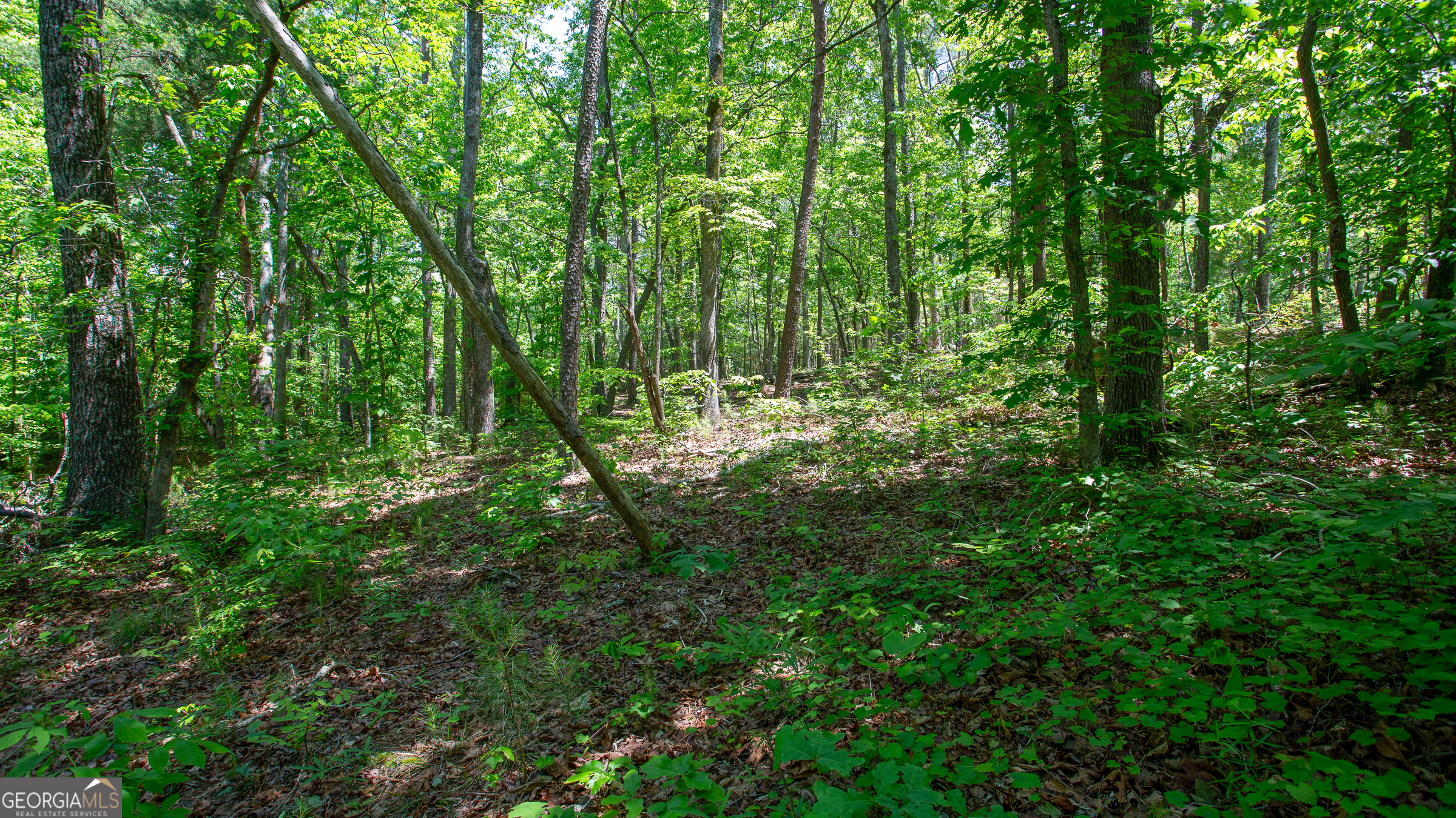7245 Mount Tabor RD