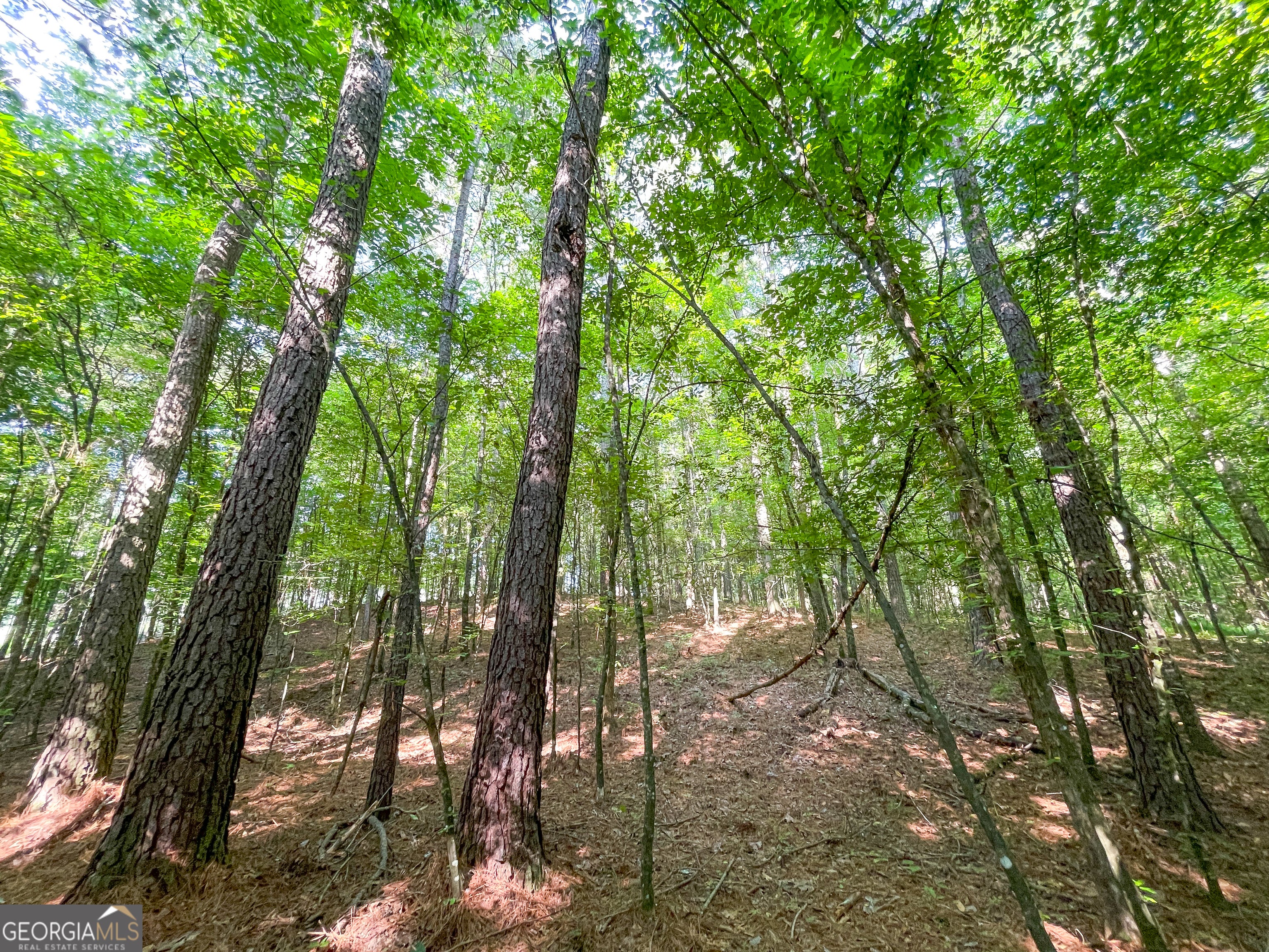 1175 Everett Springs RD NE (32 +/- AC.)