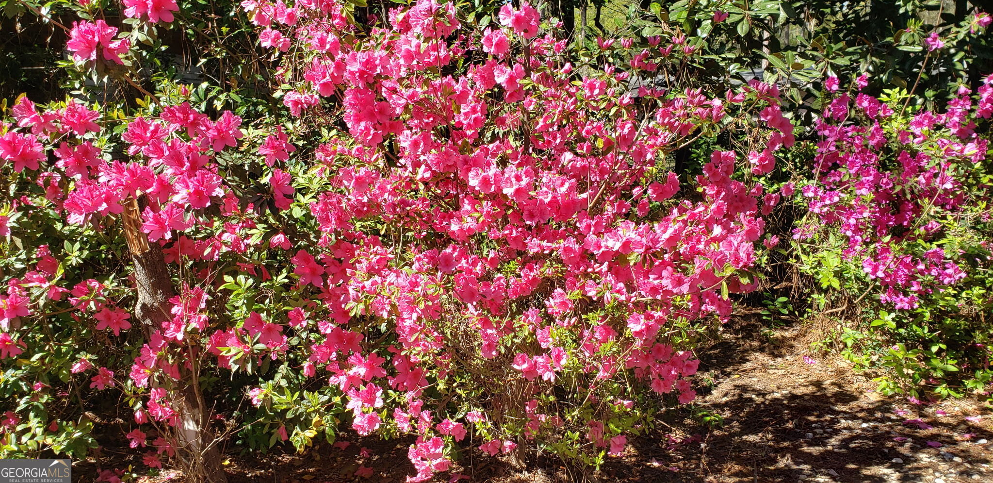 Statesboro, Georgia 30458, United States, 4 Bedrooms Bedrooms, ,4 BathroomsBathrooms,Residential,Active,168386