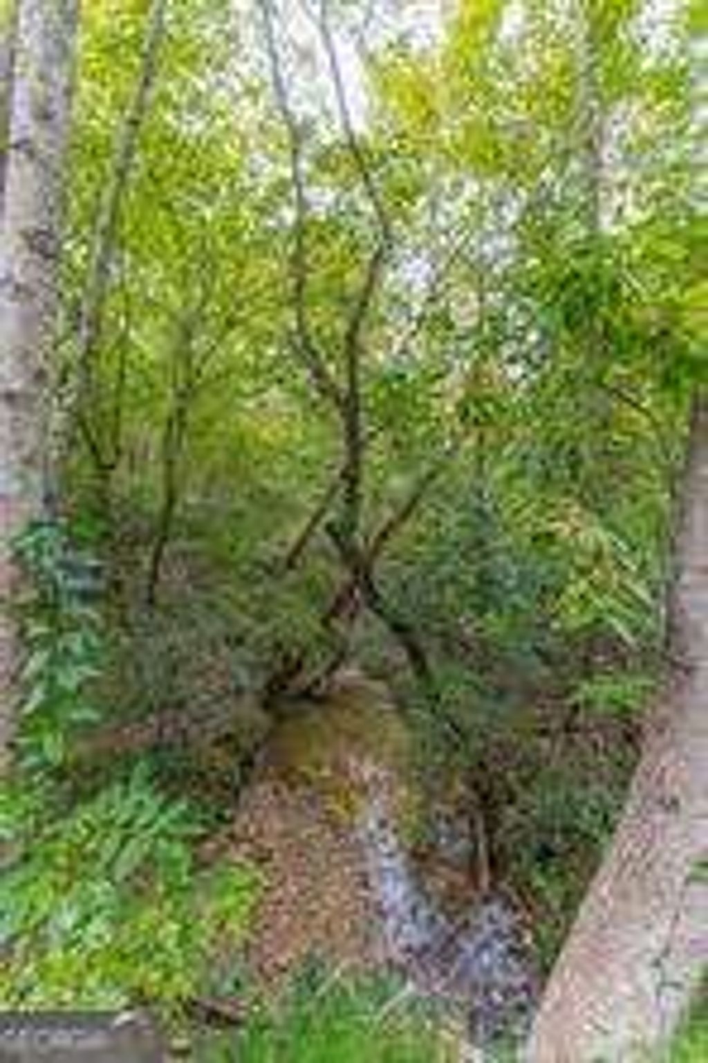 Photo of 4033 Hidden Hollow Drive, Gainesville, GA 30506 (MLS # 10729583)