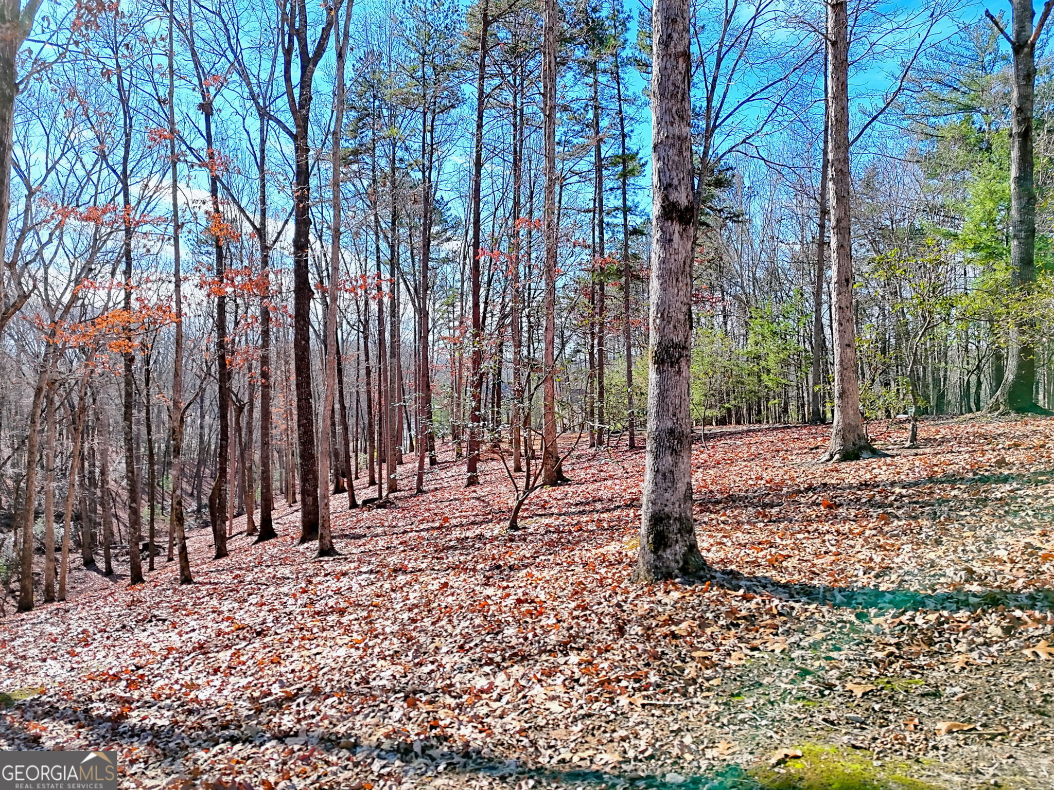 0 Rome Beauty Lane #1106