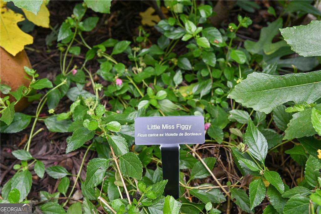 Peachtree Hills - Residential