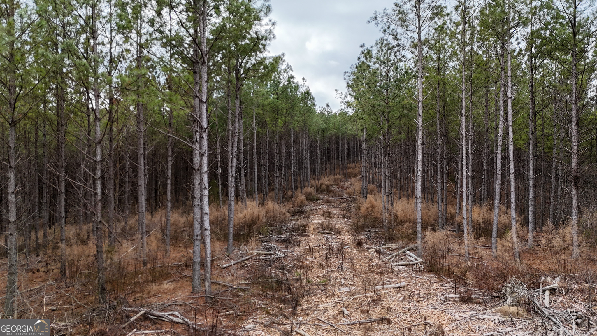 557 Acres on Taliaferro Springs RD