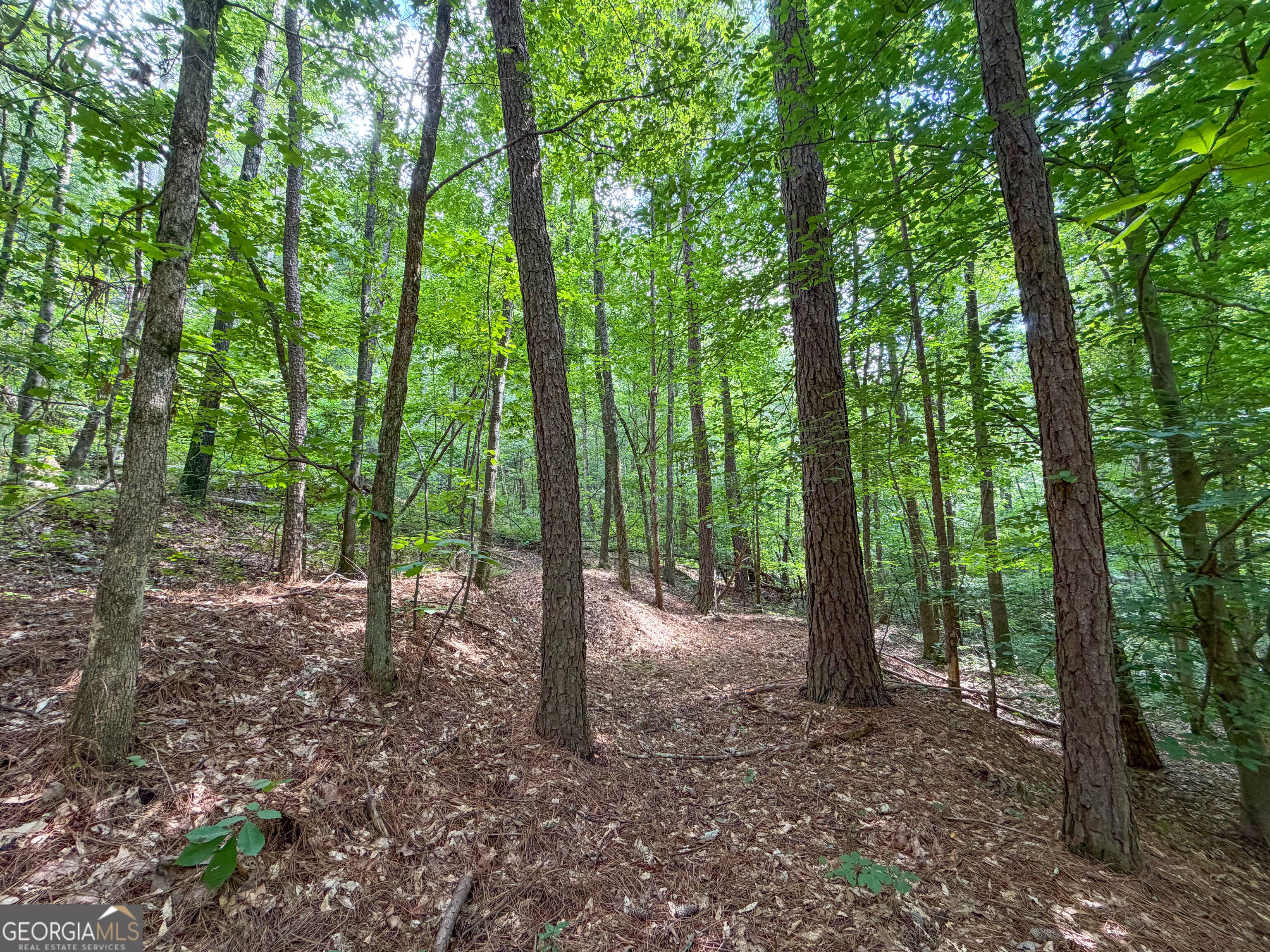 74 +/- Acres on Raccoon RD
