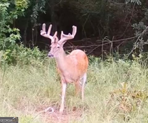 Photo of 0 Abbeville Highway, Pineview, GA 31071 (MLS # 10585807)