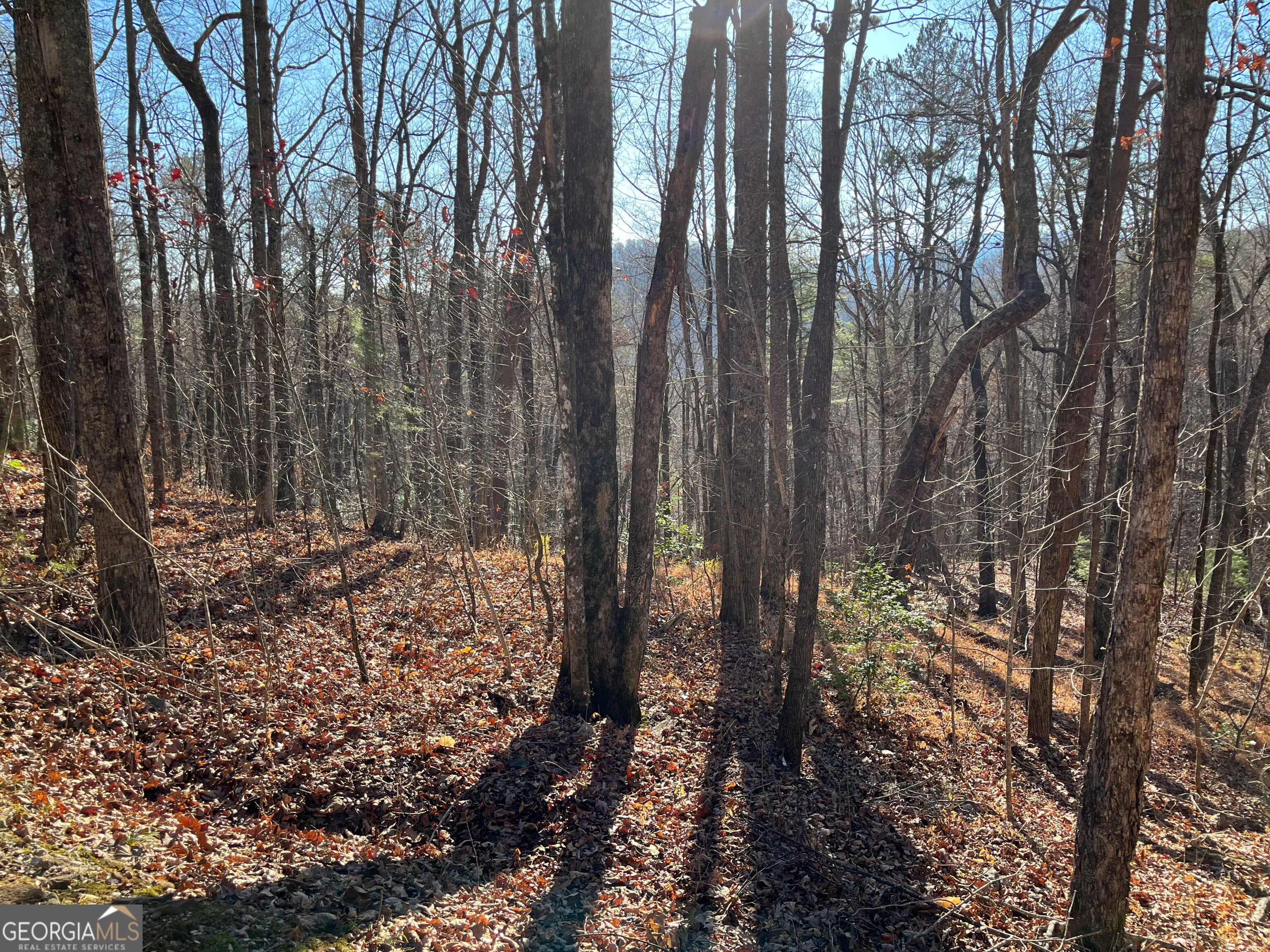 LOT #1 Forest Canopy WAY