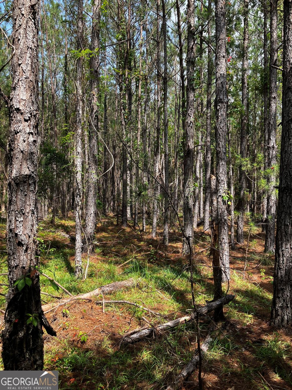 Photo of 0 Hendrix Bridge Road, Claxton, GA 30417 (MLS # 10793653)