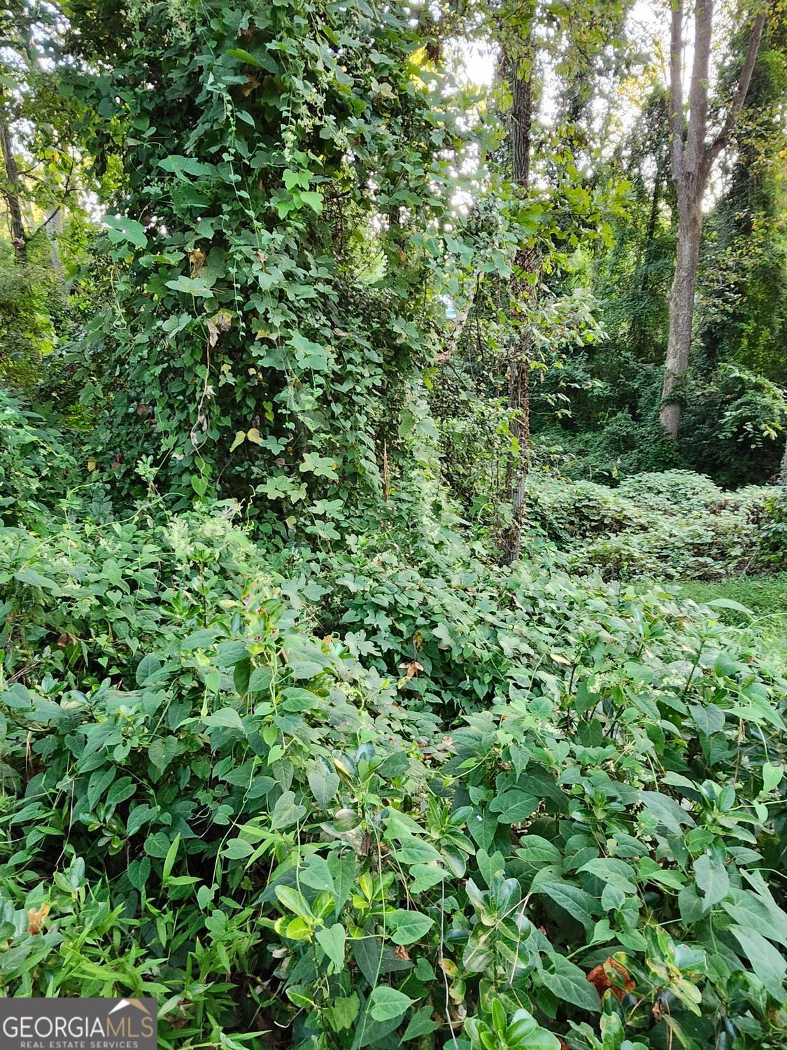 Pine Lake, Georgia 30072, United States, ,Land,Active,213813