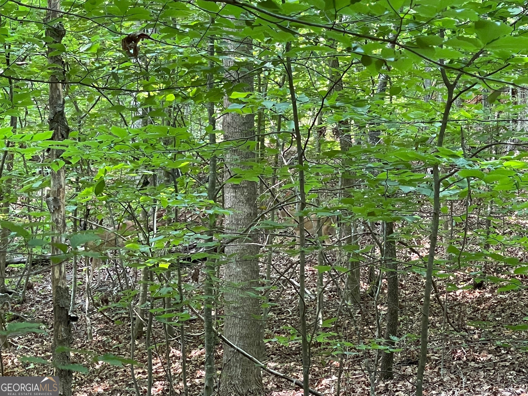 LOT 784 S Hogan DR