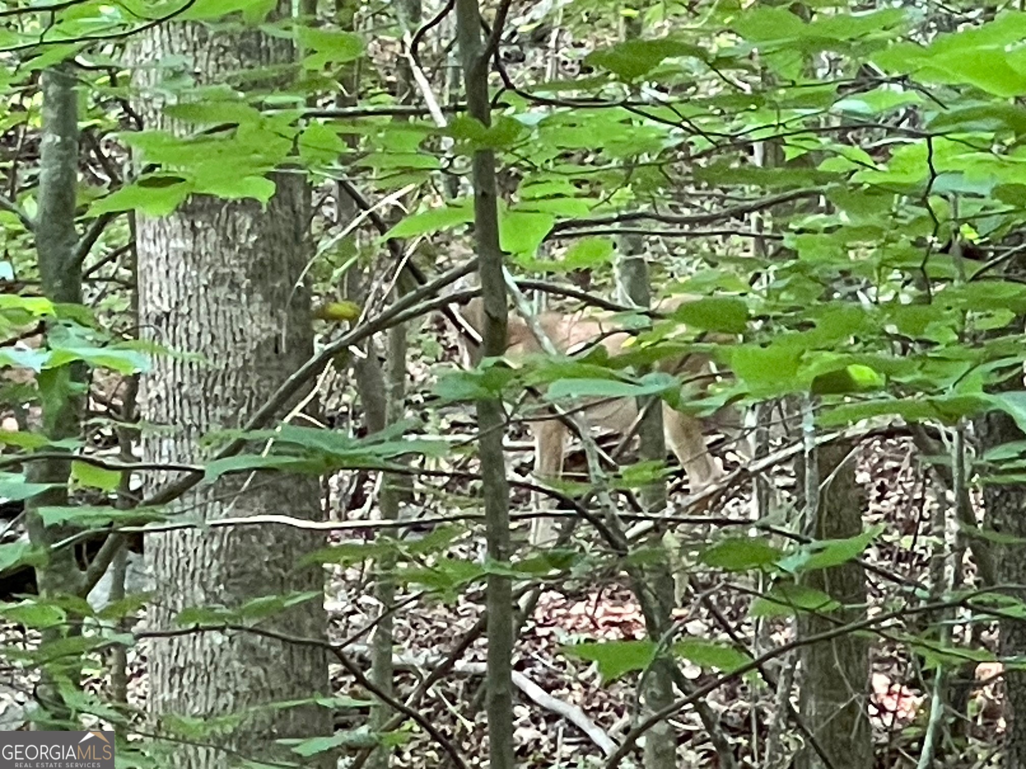 LOT 784 S Hogan DR
