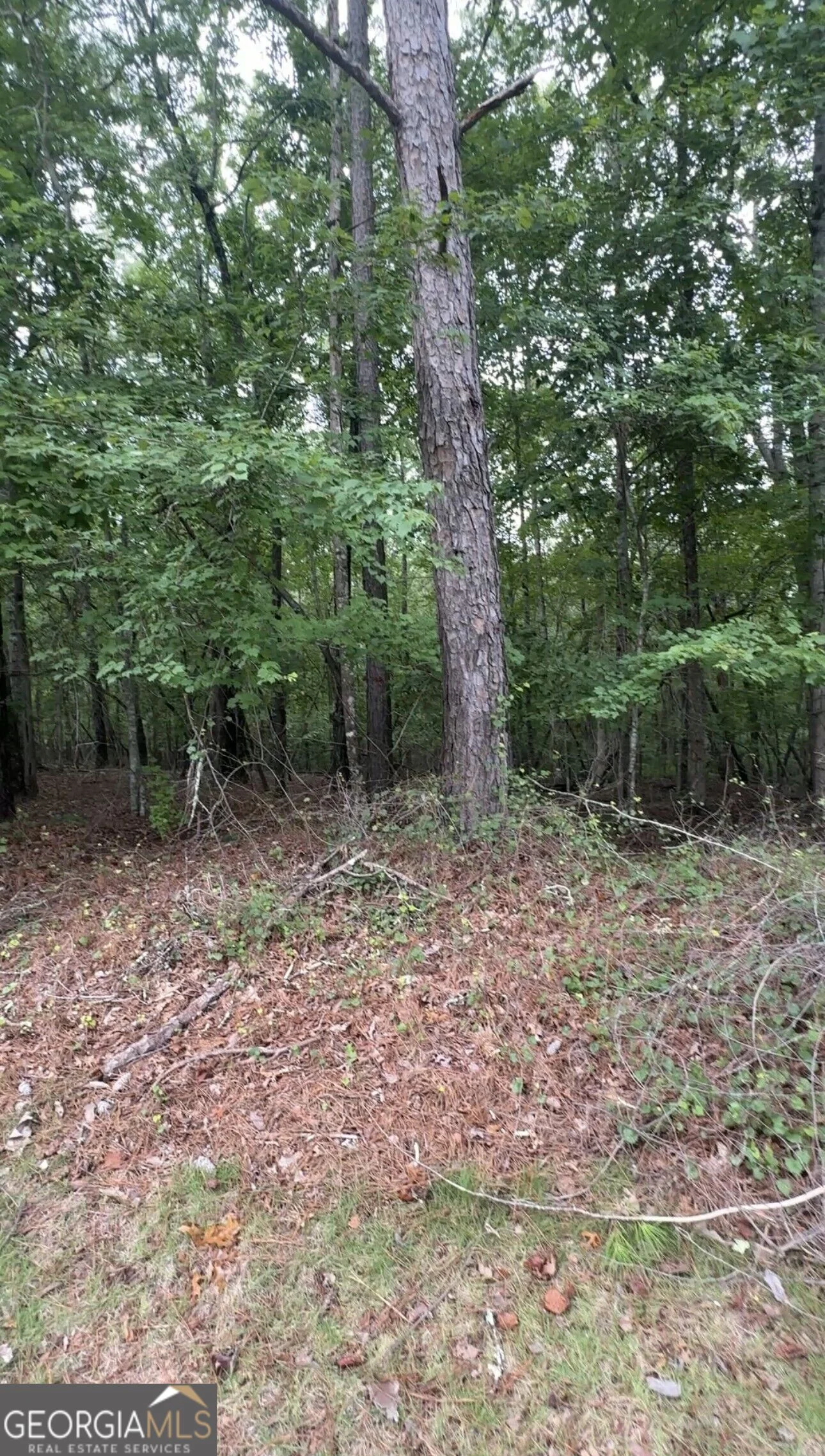 5850 Double Birch