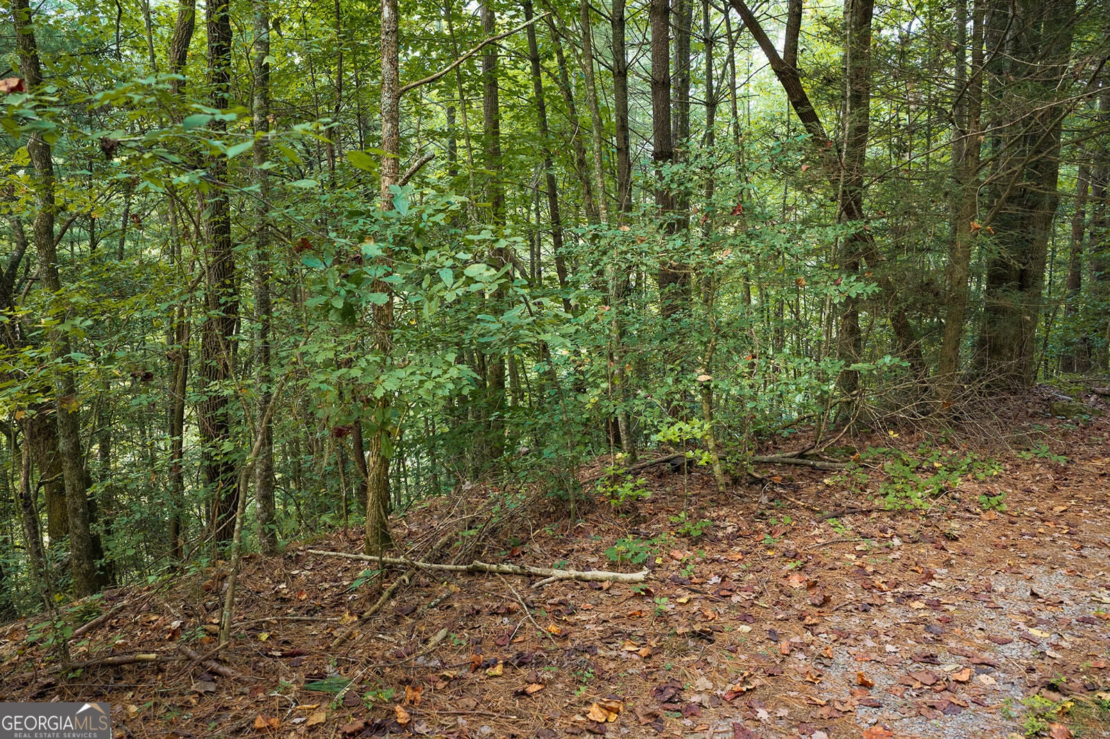 LT14-17 Conasauga DR