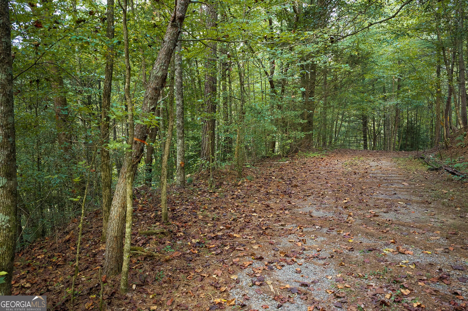 LT14-17 Conasauga DR