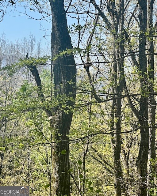 450 Wild Turkey Bluff