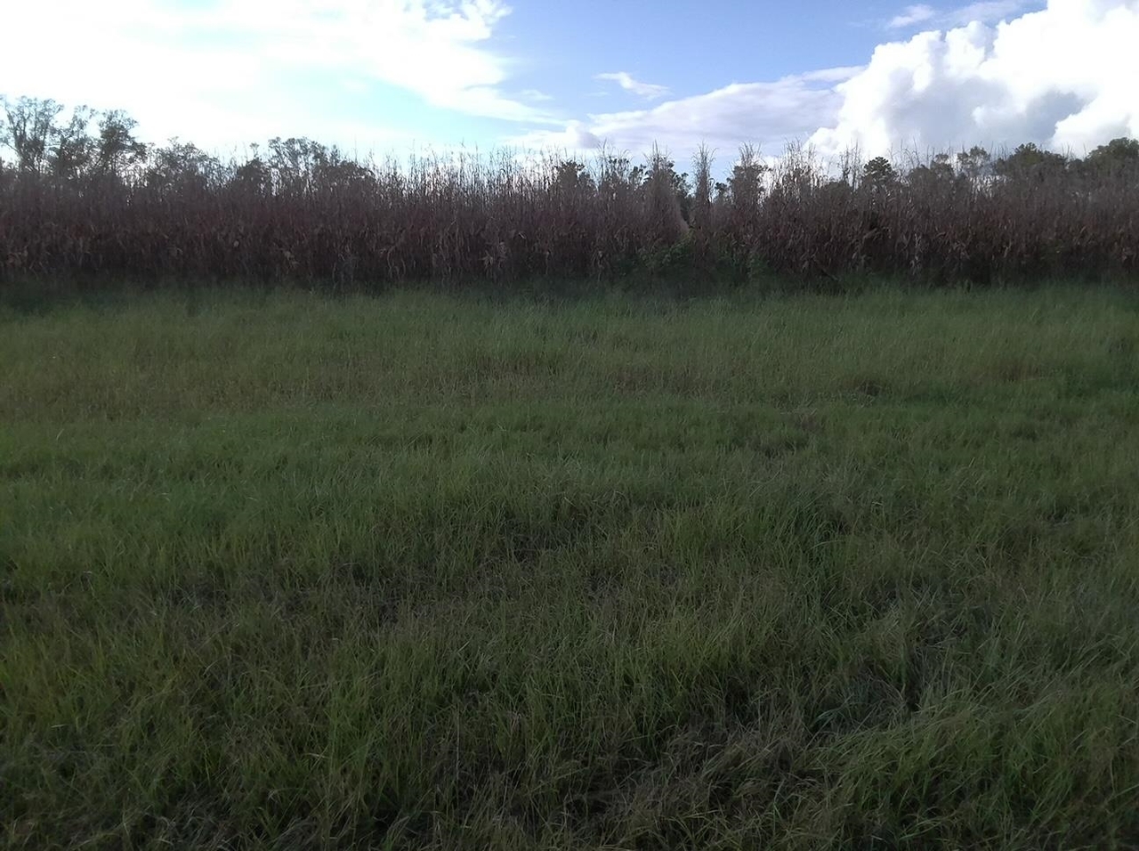 TWENTY ACRES of beautiful high and dry land, almost completely cleared at the end of a dirt road. One side and the back have privacy of hardwoods and pines. The property line goes approx 30 feet into the tree lines. Seller has stories of bucks and other game they have seen from the tree stands.