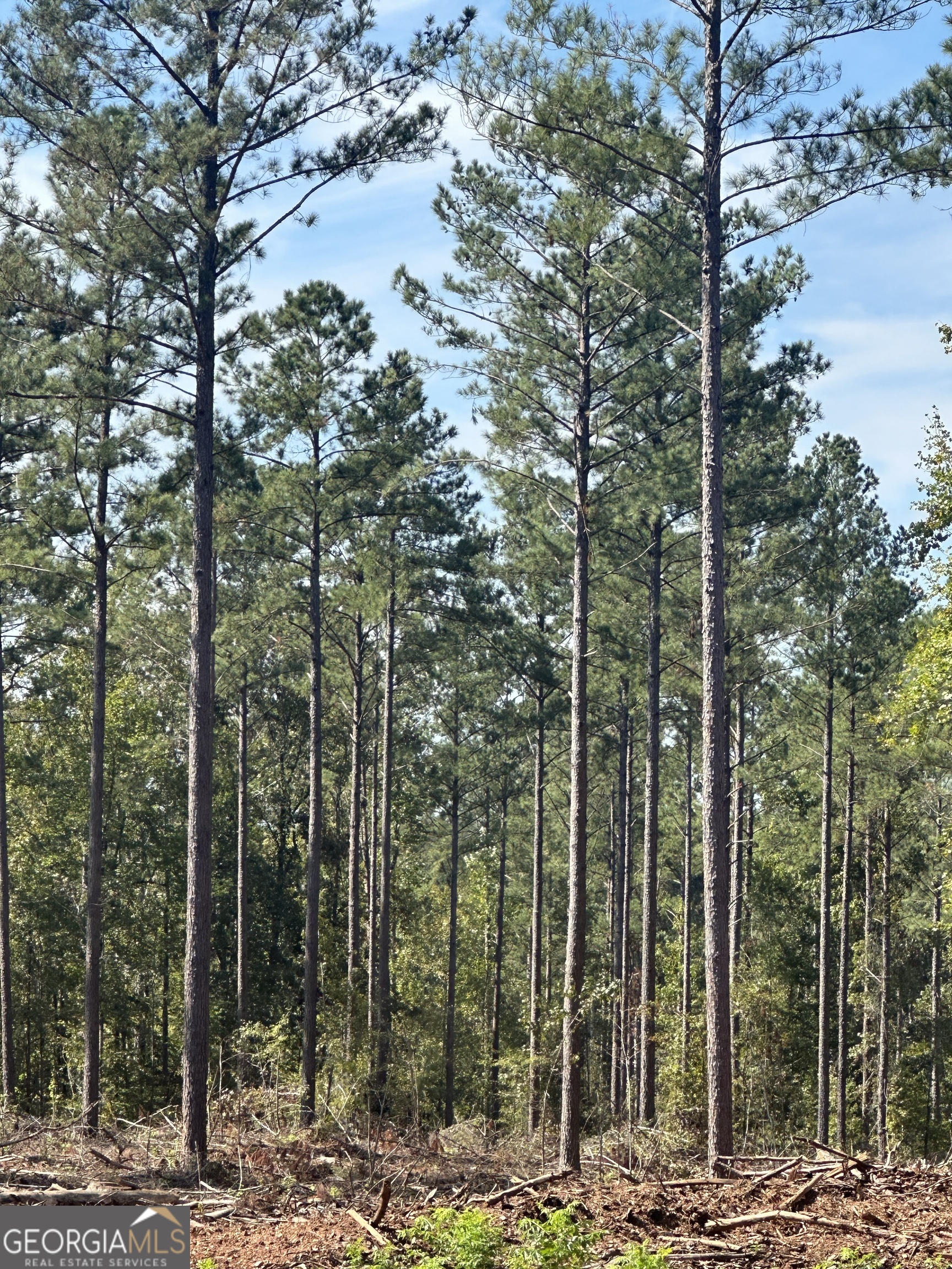 Sawtooth Farms of Madison    Sawtooth Farms East  Have you ever dreamed of your own private hunting preserve in a proven Georgia big buck county? Sawtooth Farms East is a +/- 1047-acre property available in Morgan county. This property is a must-see for the dedicated sportsman also in search of a private, scenic getaway.   LOCATION  Centrally located just 9 miles south of historic downtown Madison and 6 miles south of the I-20 Corridor, 1 hour (58 miles) from downtown Atlanta, 1.5 hours (87 miles) from Augusta, and only 33 miles from Athens (Door Dash delivers right to the property!) and approximately 1,800 ft of paved road frontage is on Seven Islands Road with established electricity and water supply.  TIMBER  A blend of scenic rolling hills intersected with oak filled hardwood bottoms and recently thinned pines and mixed hardwood bottoms offers the best variety in deer forage and turkey nesting habitat. This property has been minimally hunted over the last 15 years and boasts an abundant deer and turkey population.  DEVELOPMENT   Property can be subdivided. Significant upside investment potential in the booming area of the state with Facebook, Rivian, Takeda Pharmaceuticals and other large employers are just a short commute away. Whether you're a diehard hunter simply looking for a fall escape, or a person keen on building a year round weekend getaway with an attractive balance between the woods and the local restaurants and night life, this property can make your dreams come true!