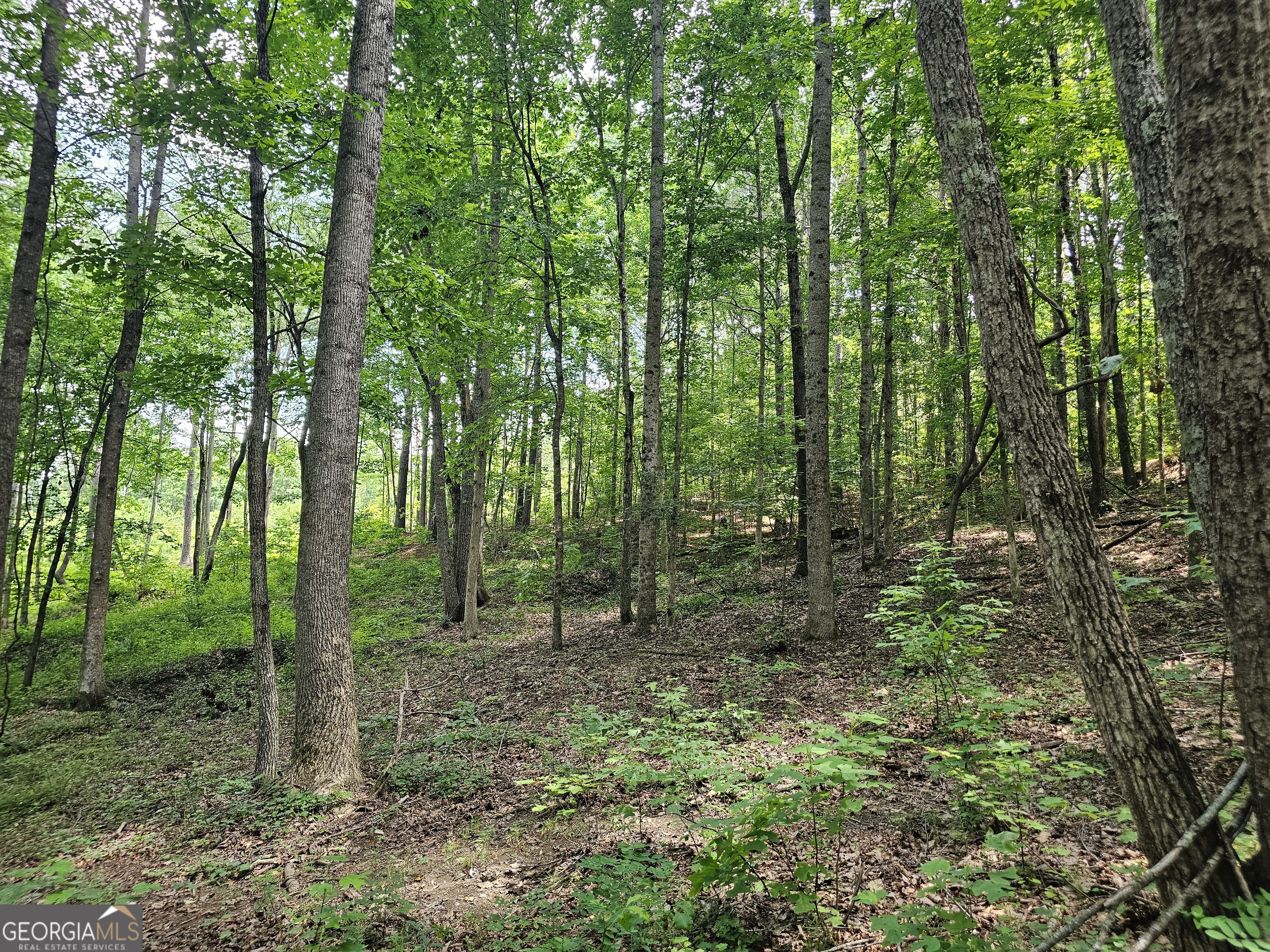 0 Twisted Oak RD