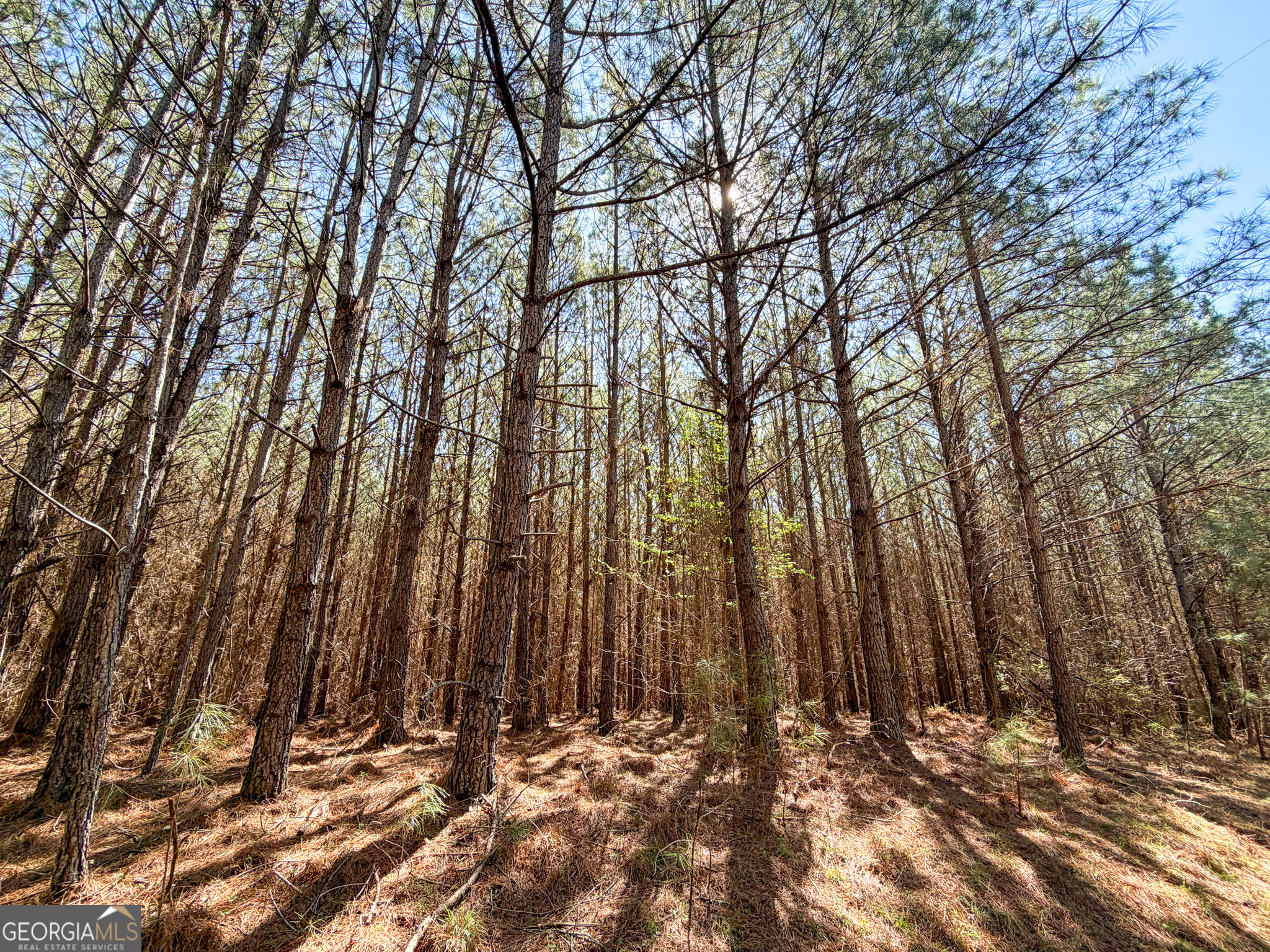 257 +/- Acres on Ridgeway Road