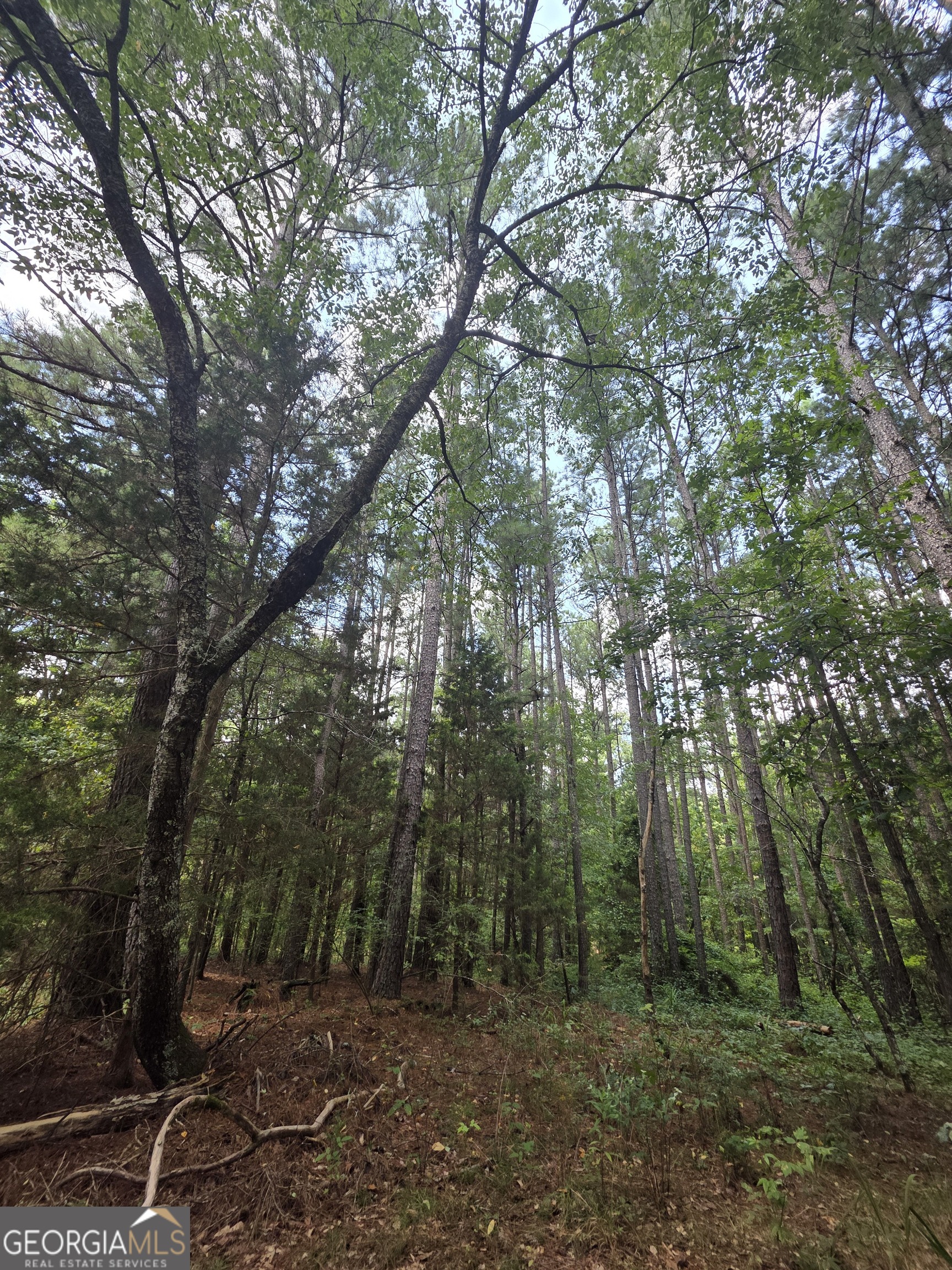 482 Pine Mountain RD