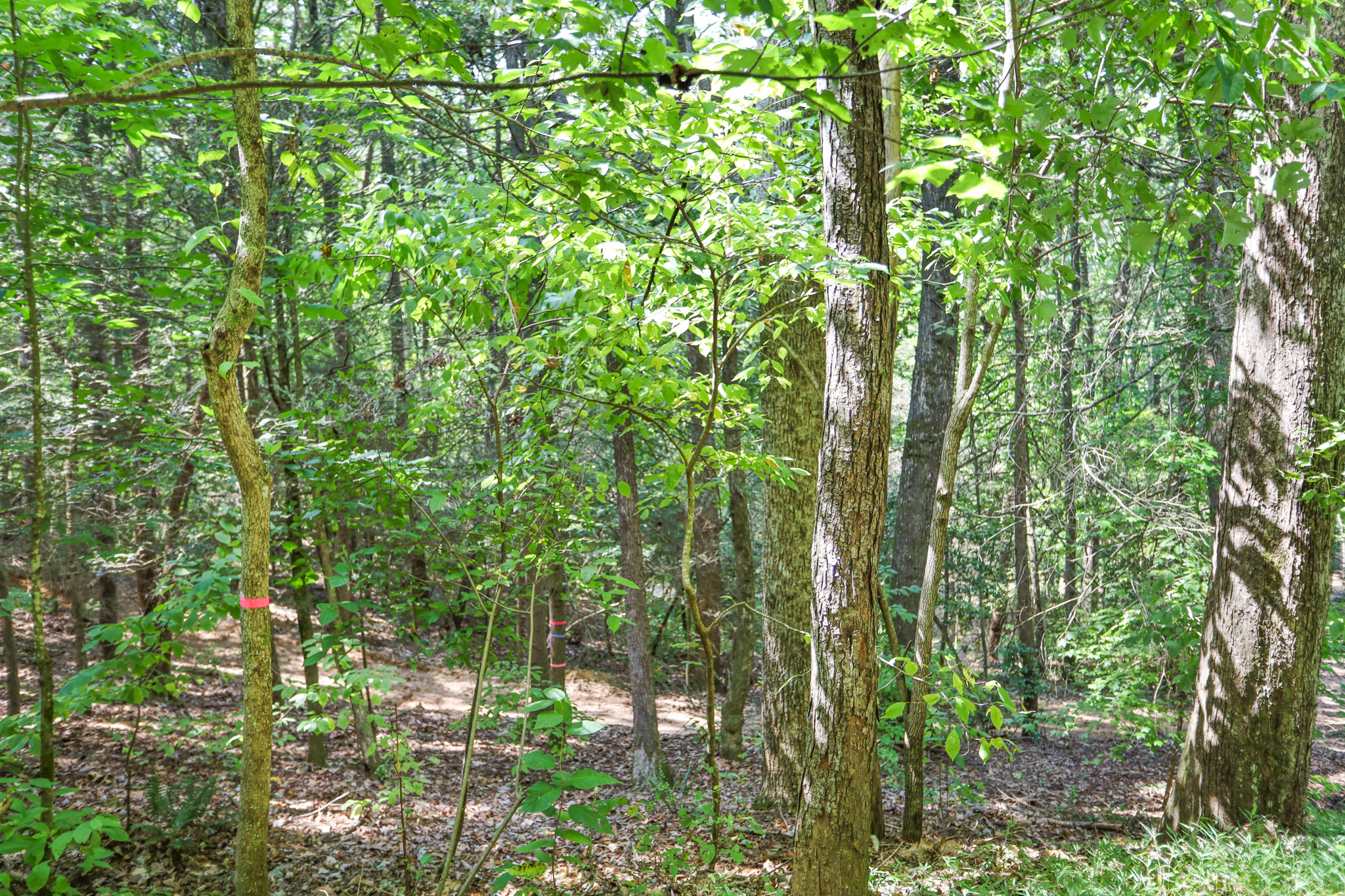 Weaver Creek Mountain - Land