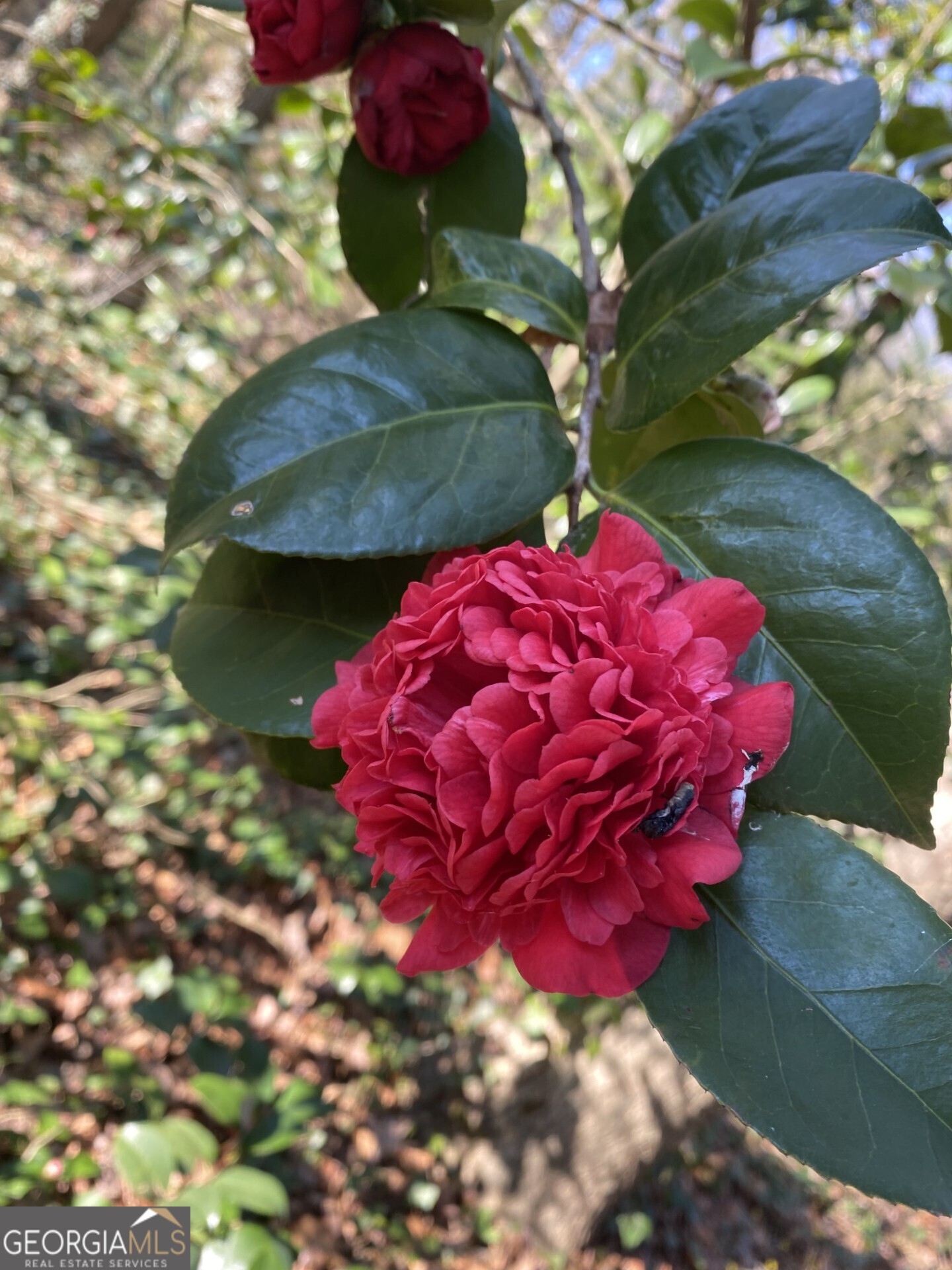 Marietta, Georgia 30068, United States, 4 Bedrooms Bedrooms, ,3 BathroomsBathrooms,Residential,Active,171184