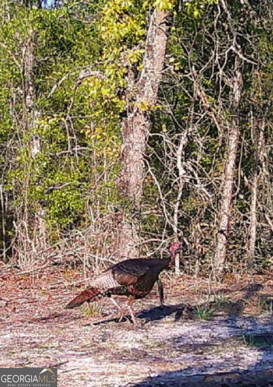 0 Poplar Springs Ch. Rd.