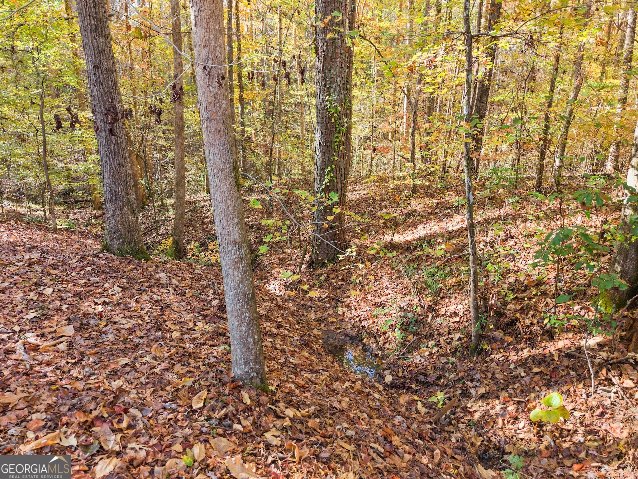 Savannah Trace - Residential