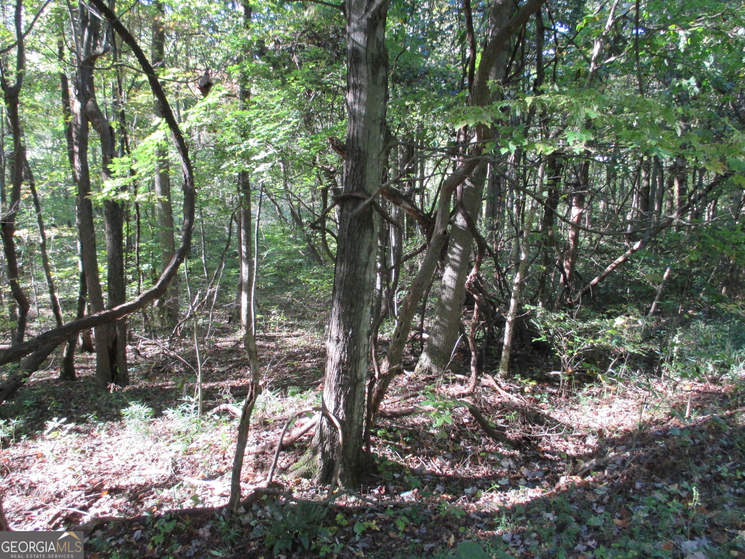 0 Lower Sassafras PKWY