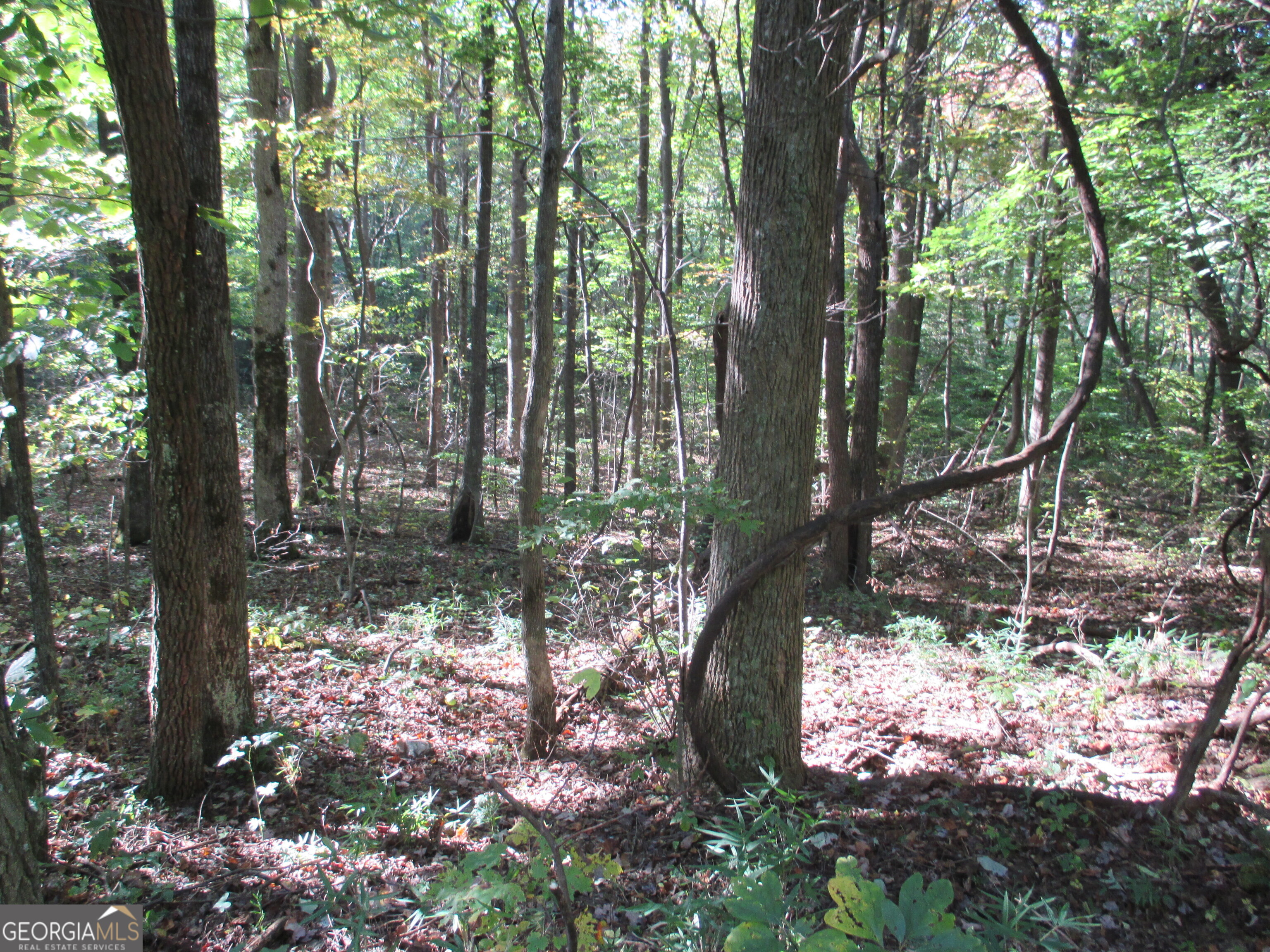 0 Lower Sassafras PKWY